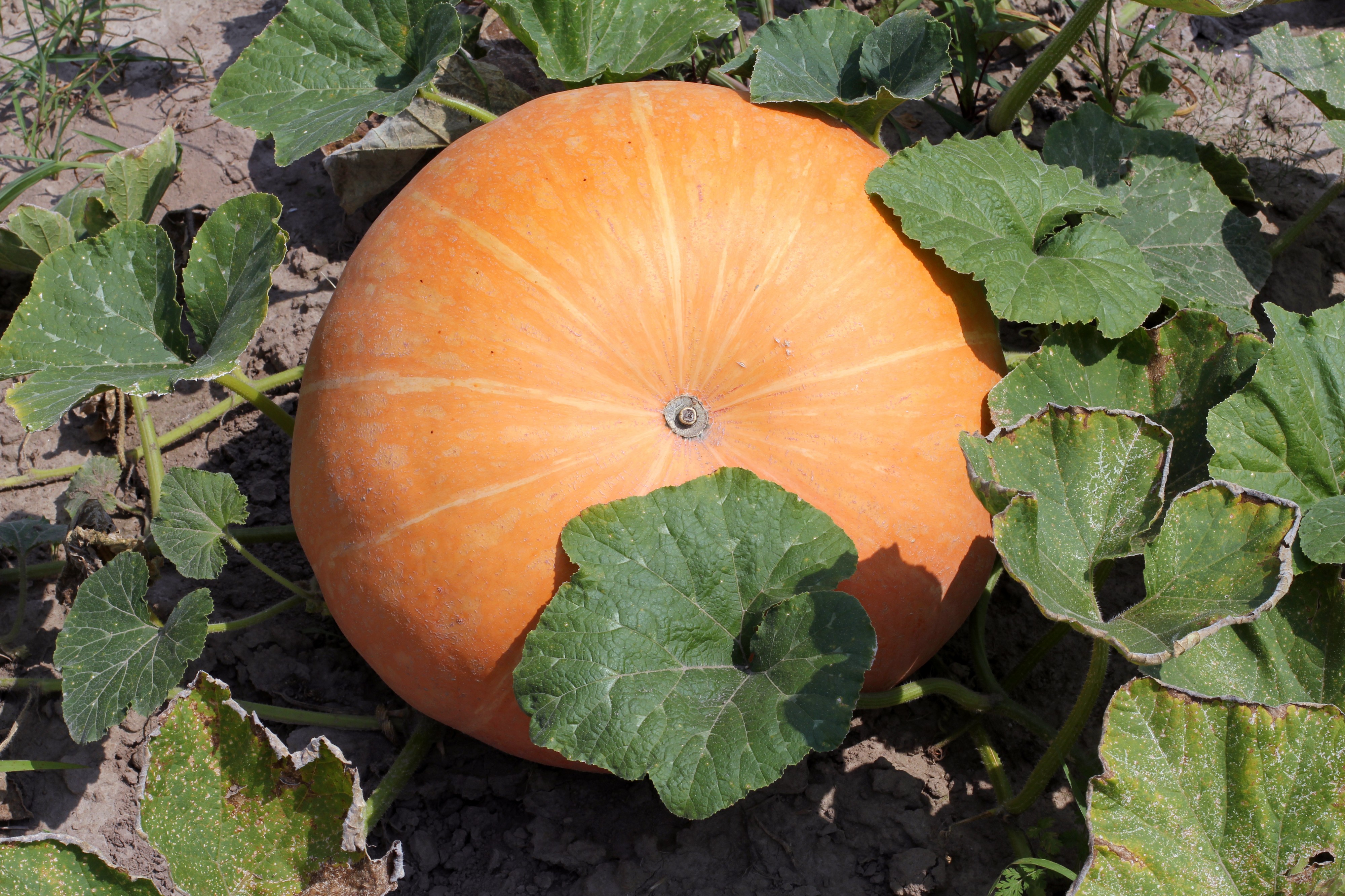 Cucurbita maxima 2014 G1