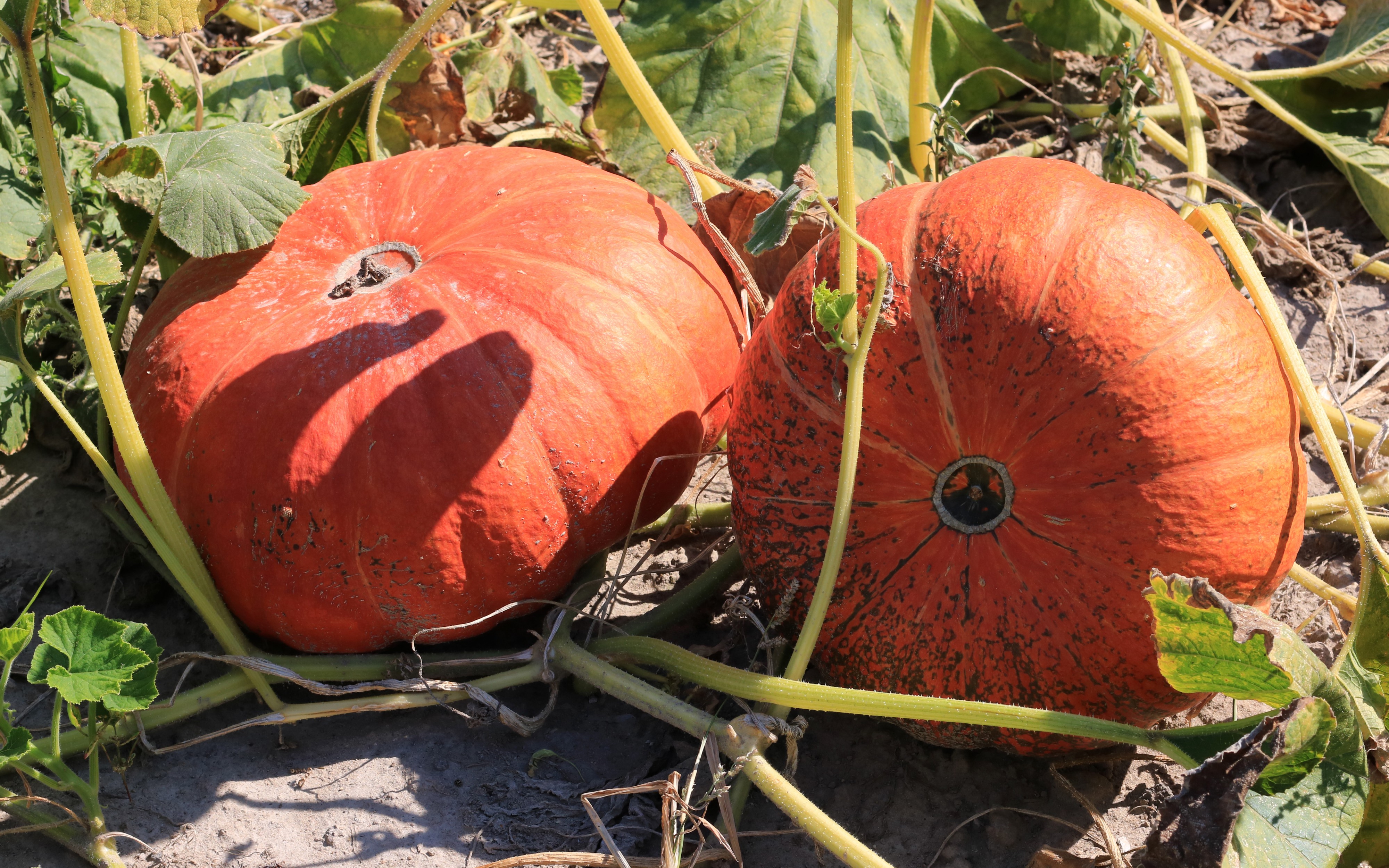 Cucurbita maxima 2016 G1
