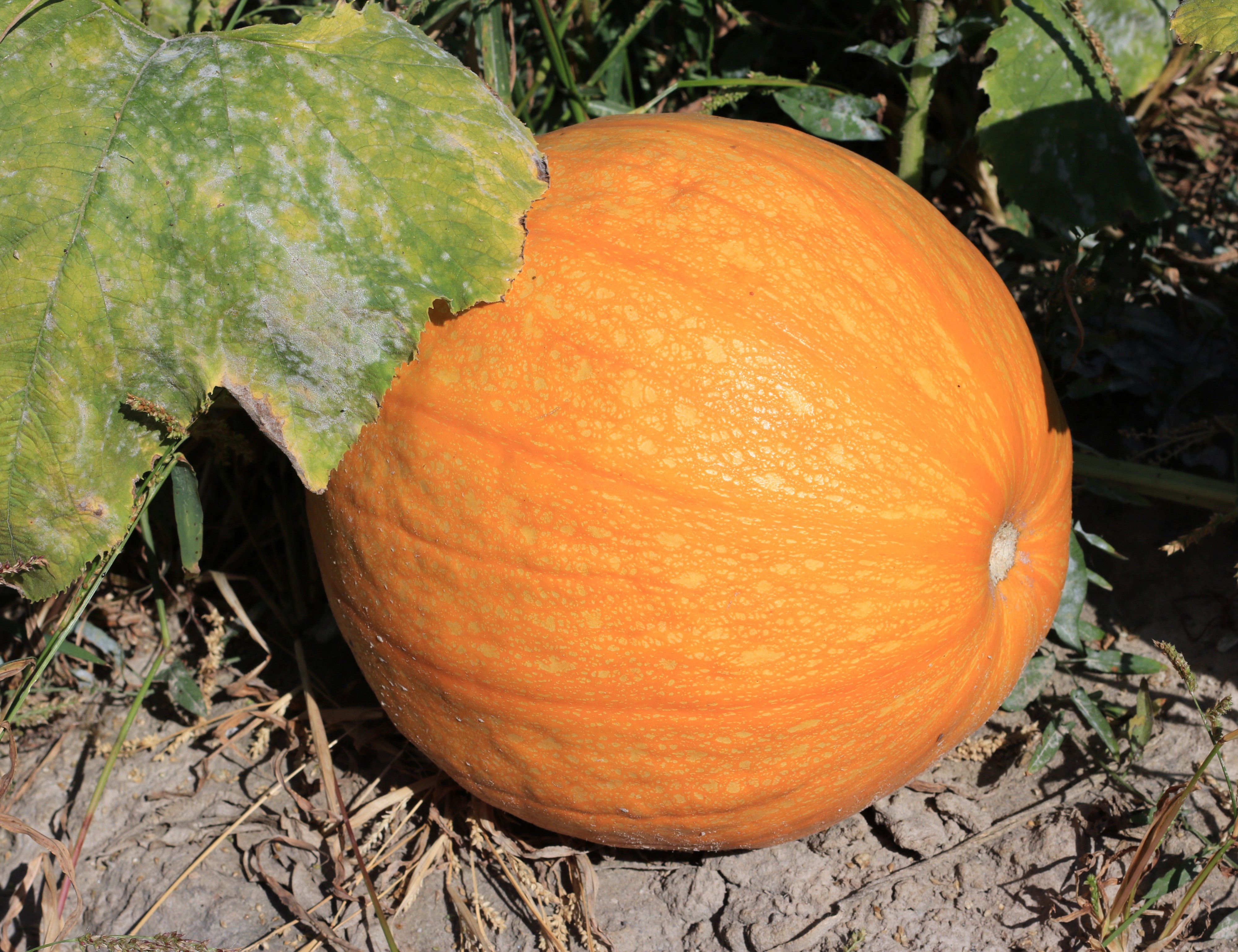 Cucurbita pepo 2016 G1
