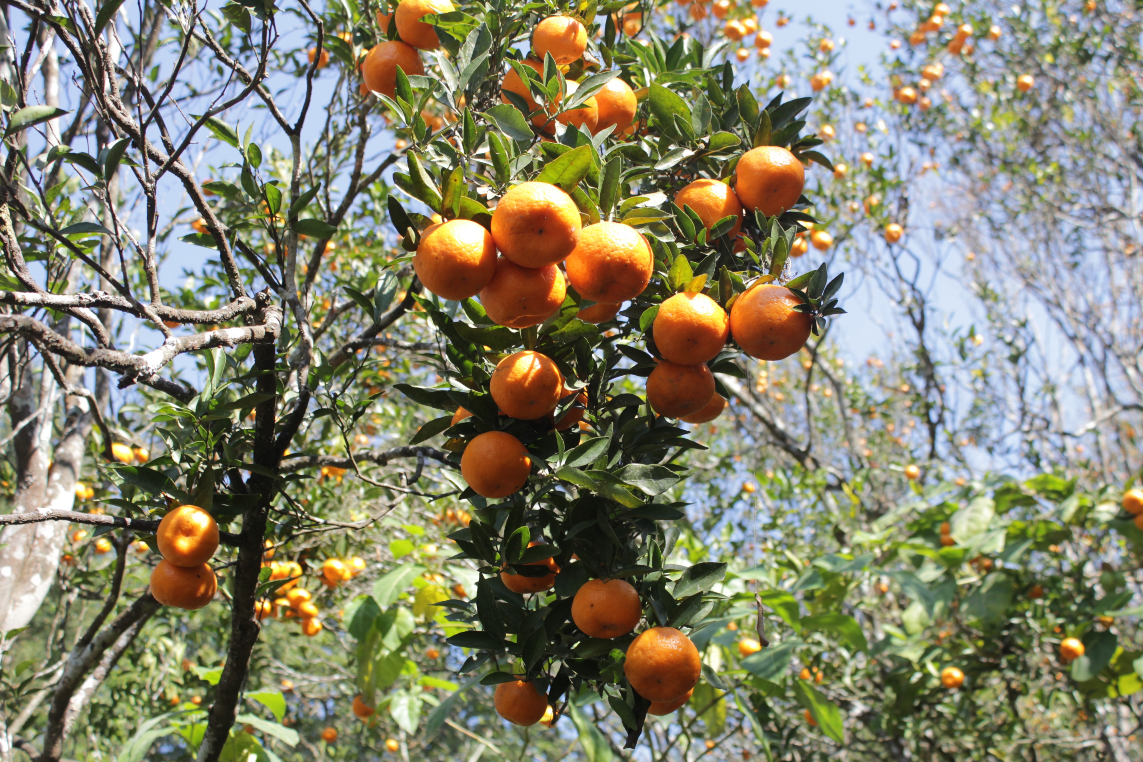 Dabapani Orange Bagicha