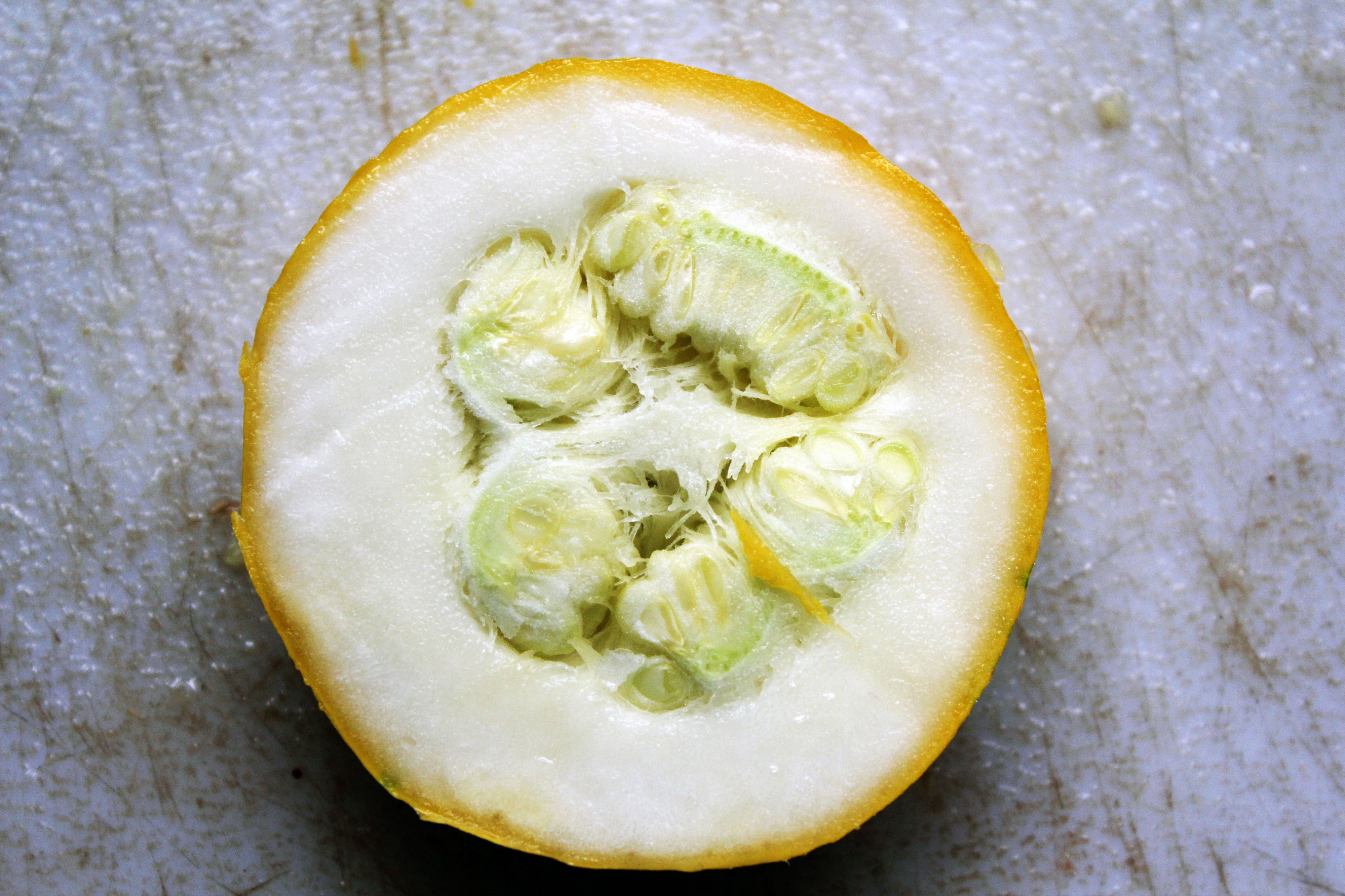 Day 188- Cucurbita pepo Summer Squash
