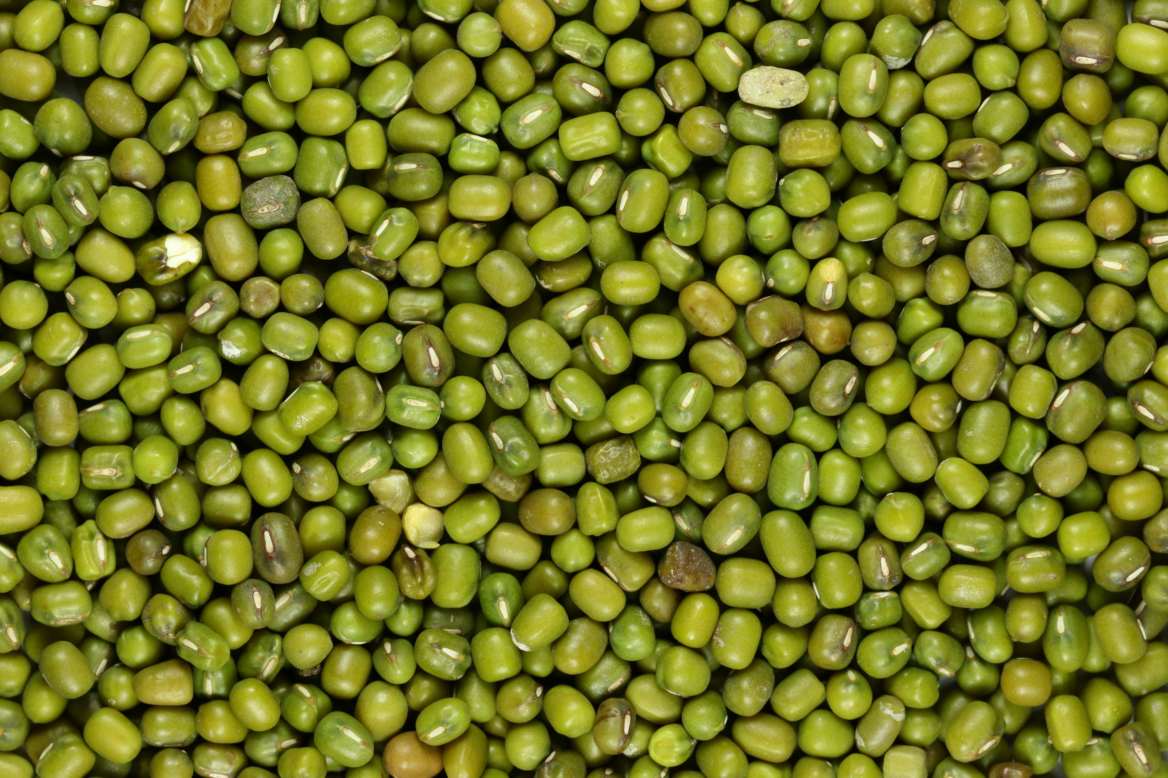 Green Mung Beans