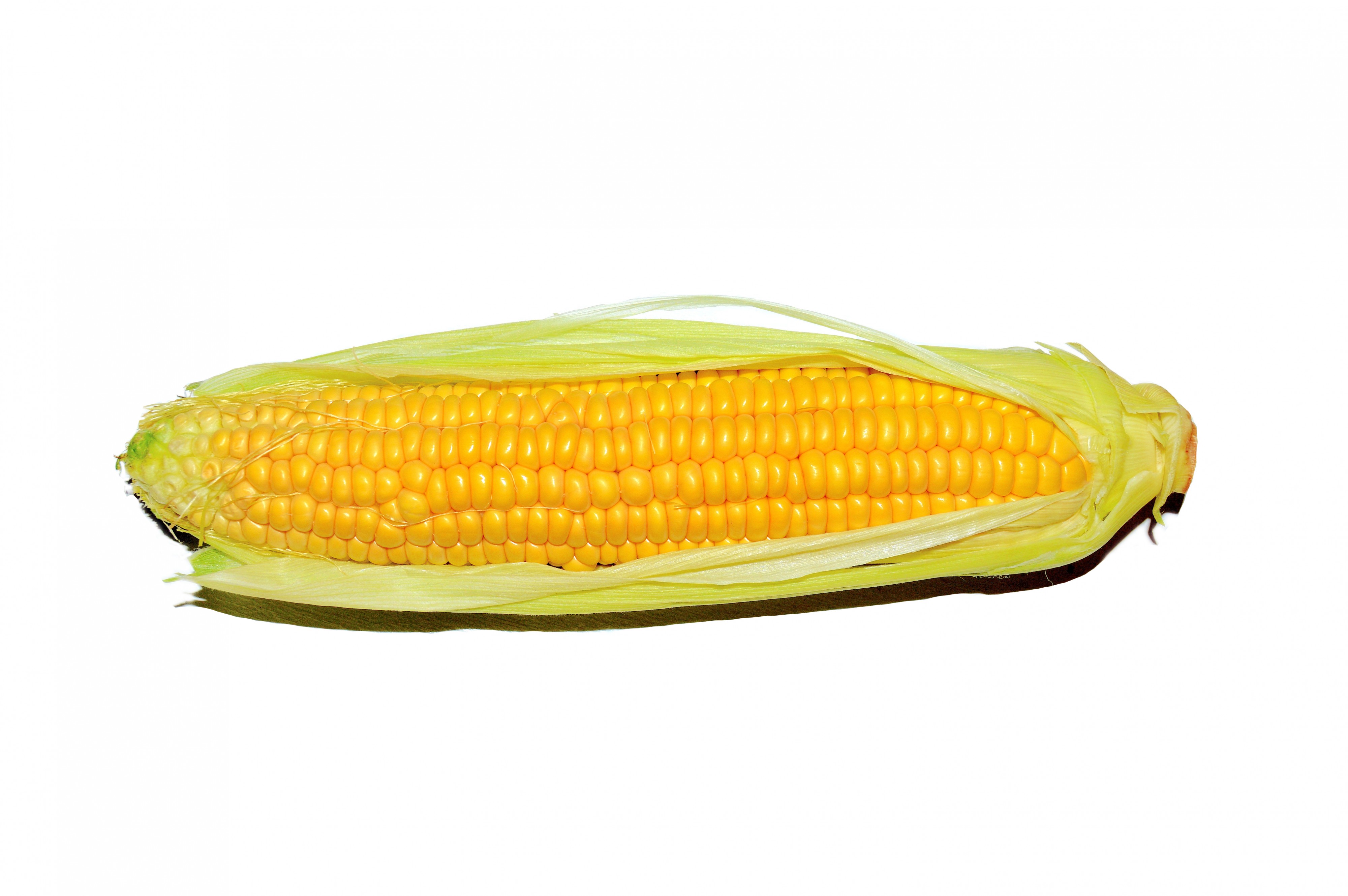 Maize - Corn