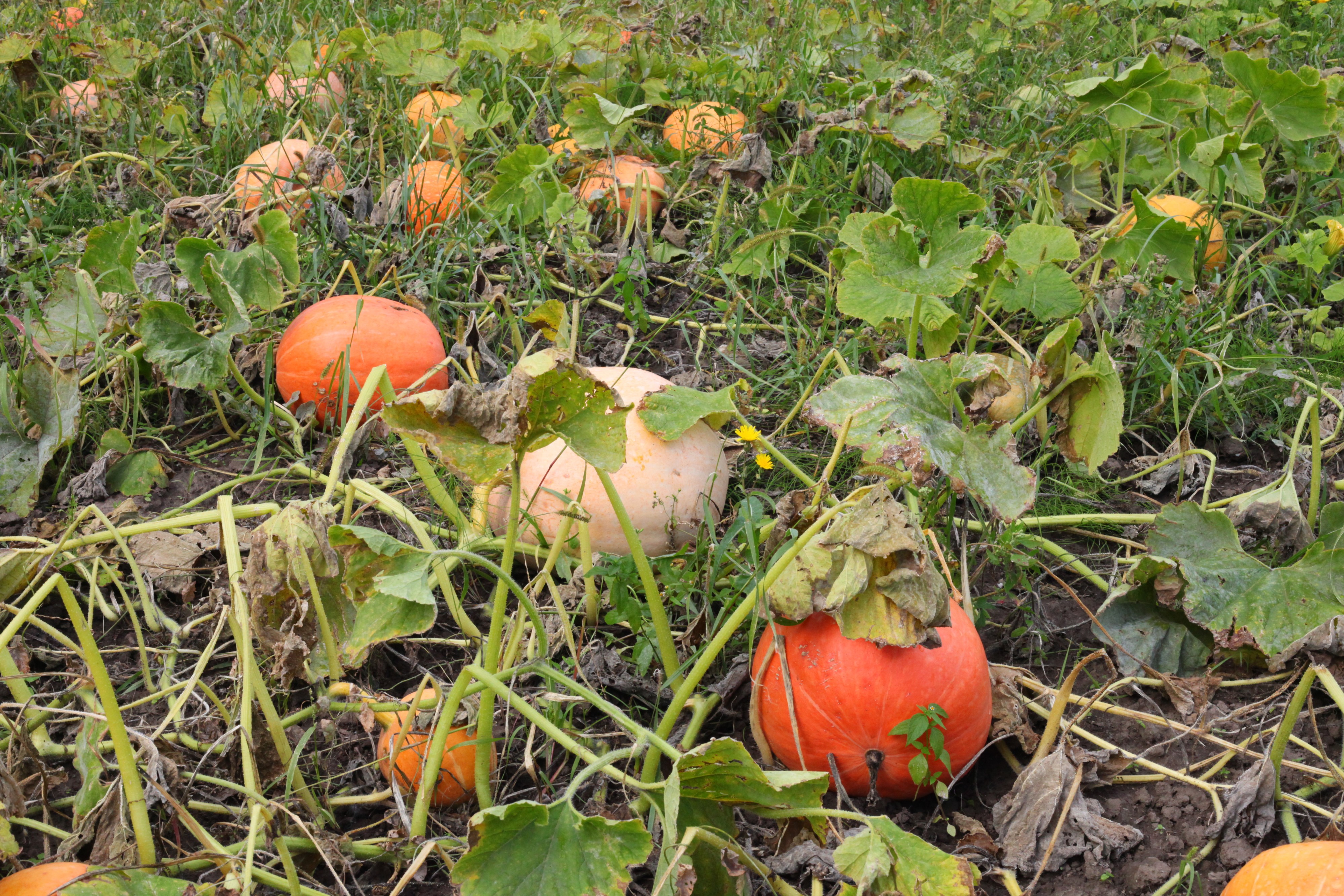 Pumpkins in a field