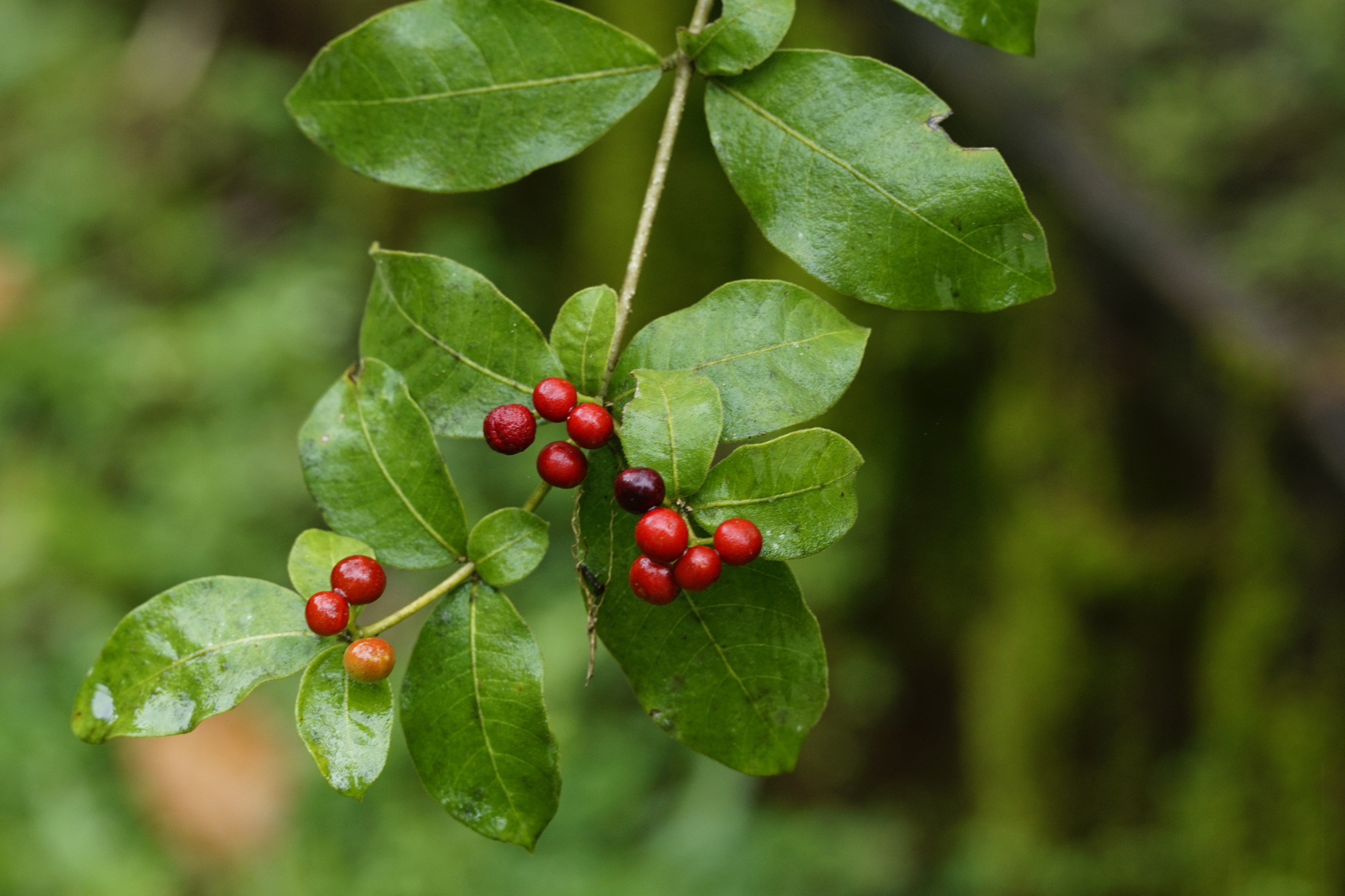 Rauvolfia tetraphylla 1523