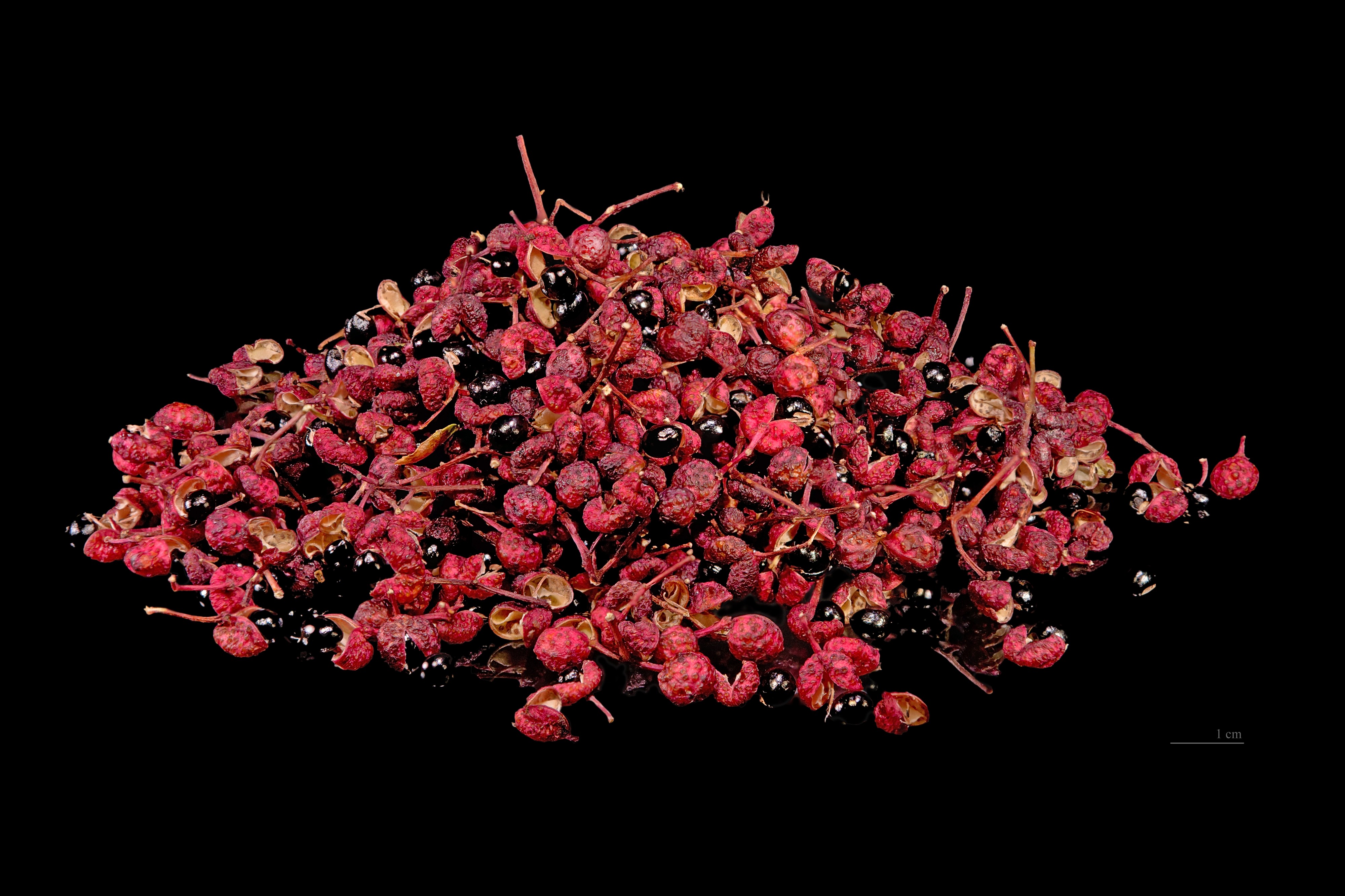 Zanthoxylum piperitum Fruits et graines