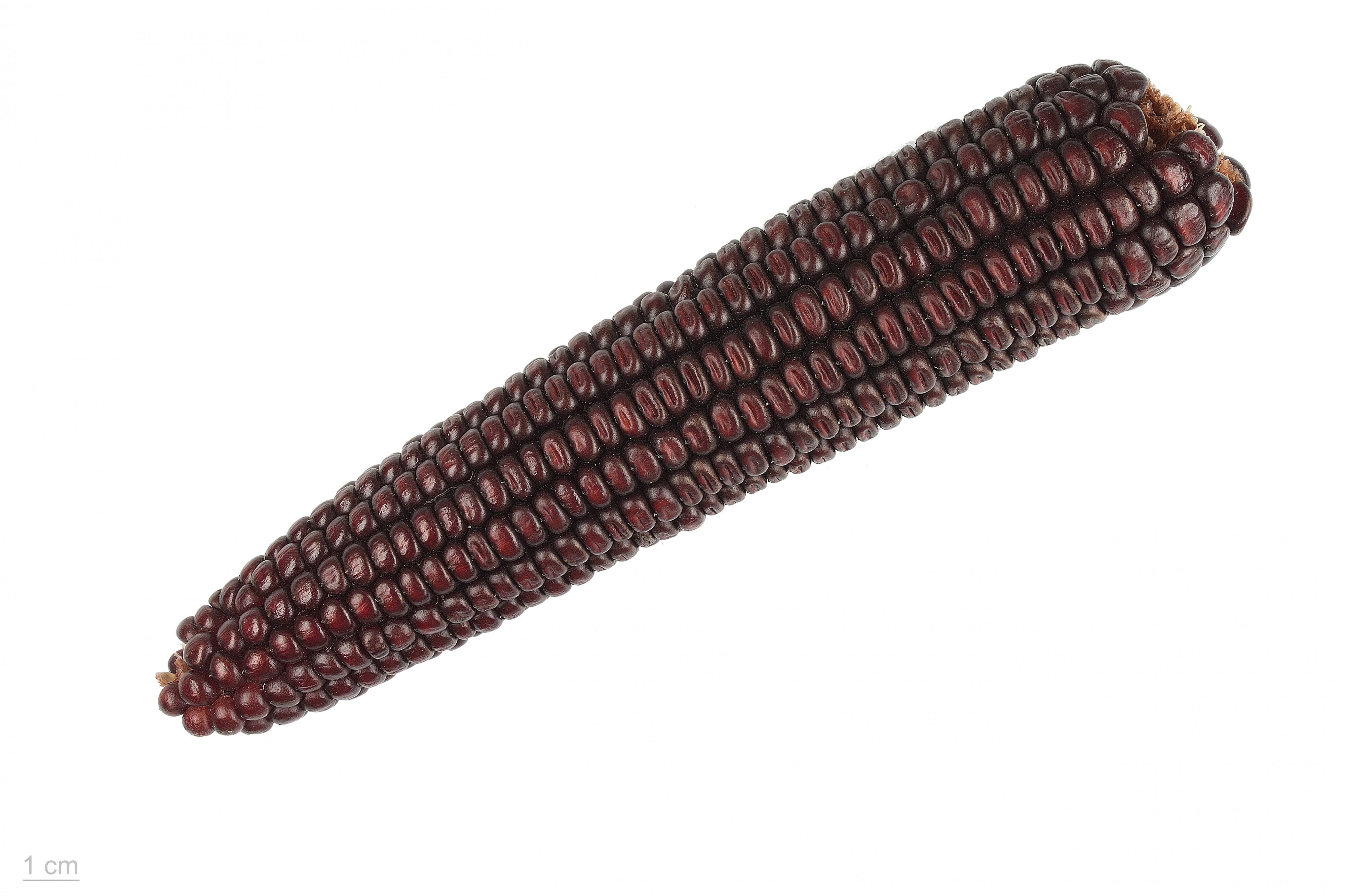 Zea mays 'indian corn' MHNT.BOT.2015.34.6