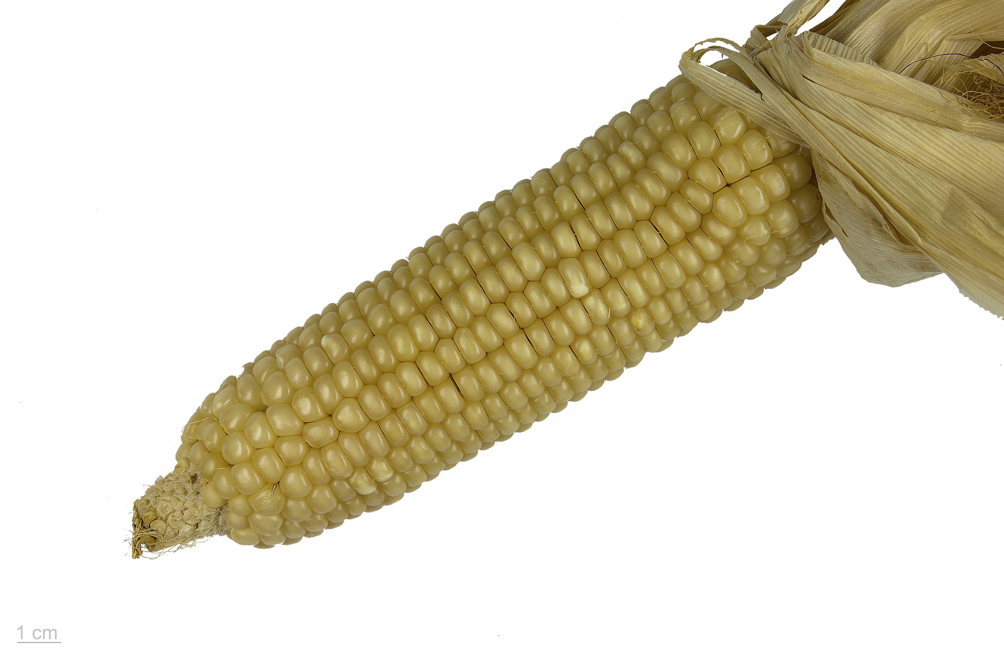 Zea mays 'St Lieux les Lavaur' MHNT.BOT.2015.34.12