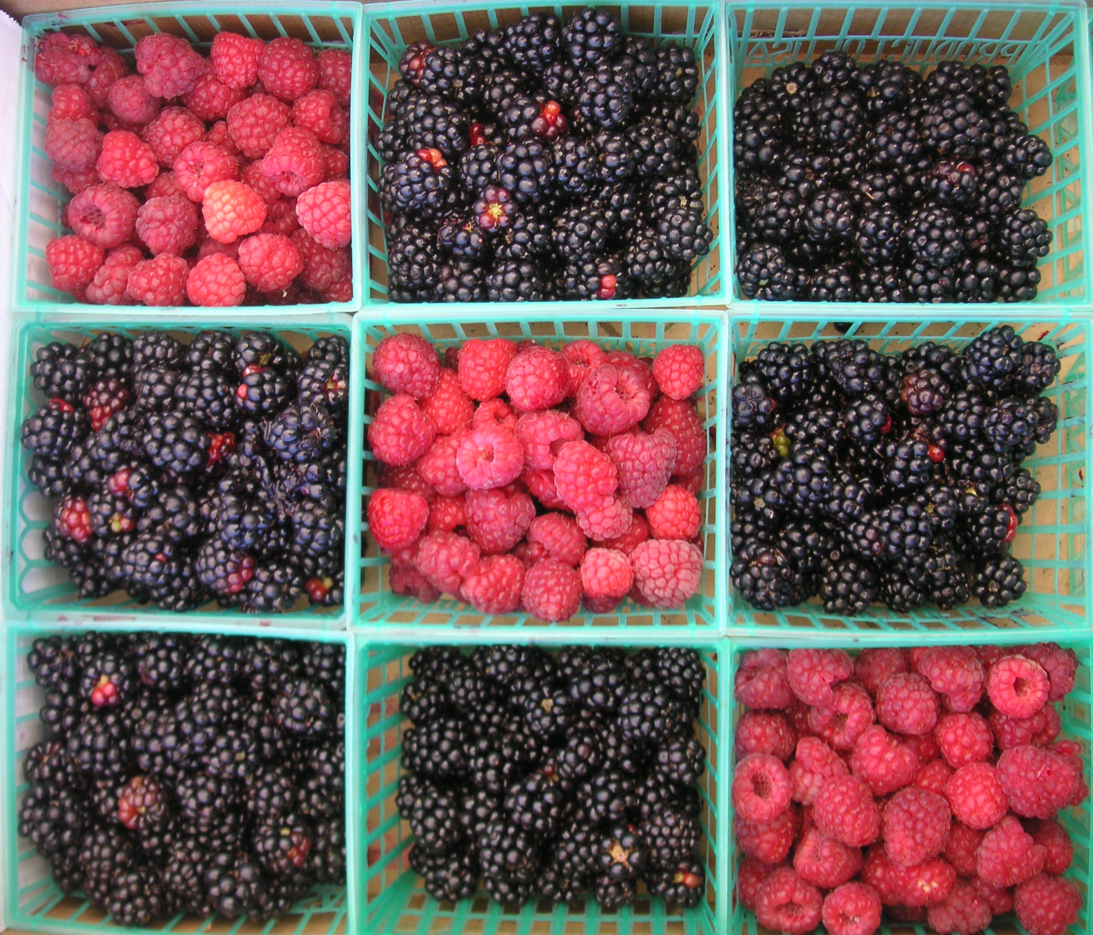 Tic-tac-toe berries