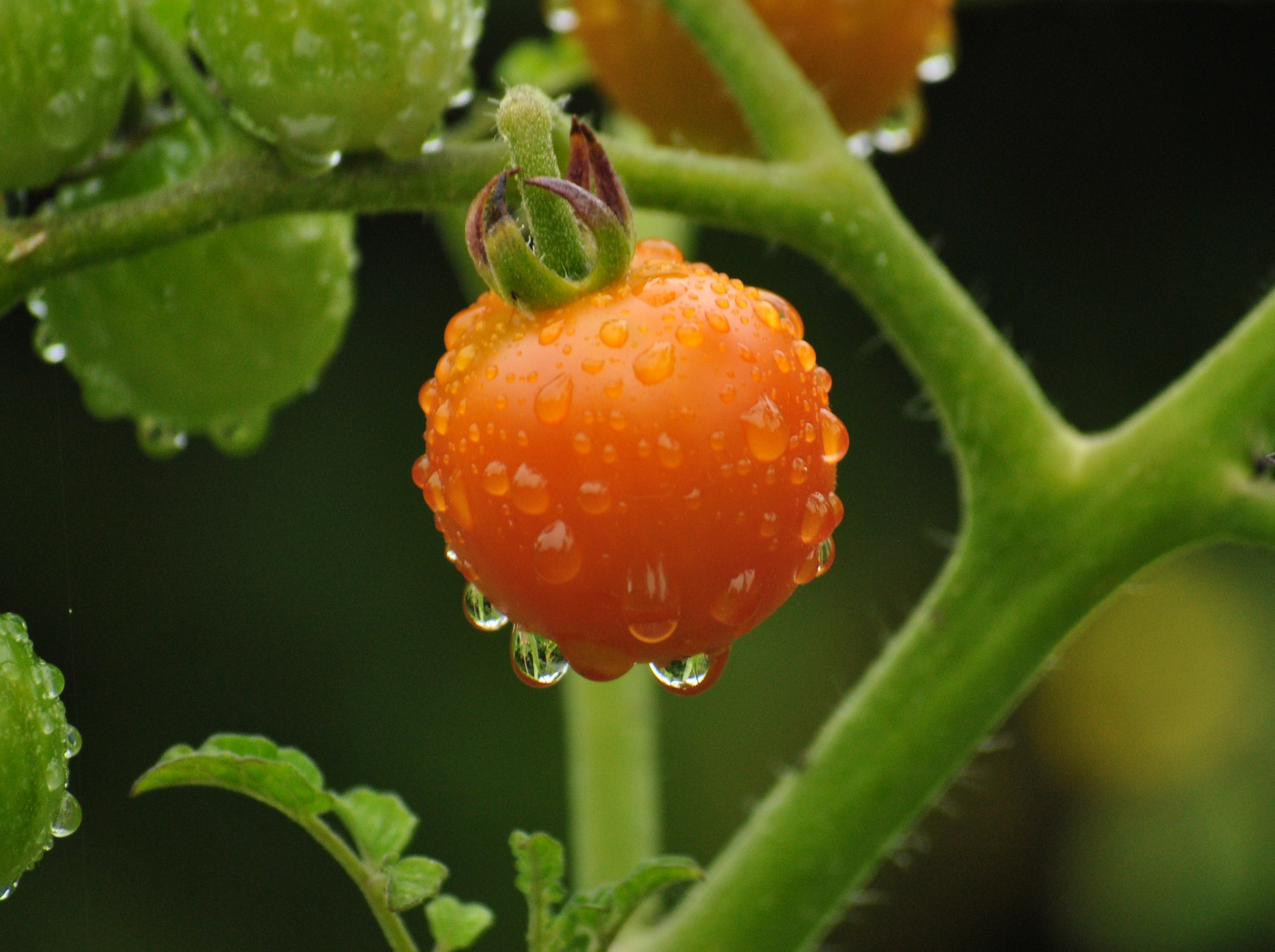 Tomate2010