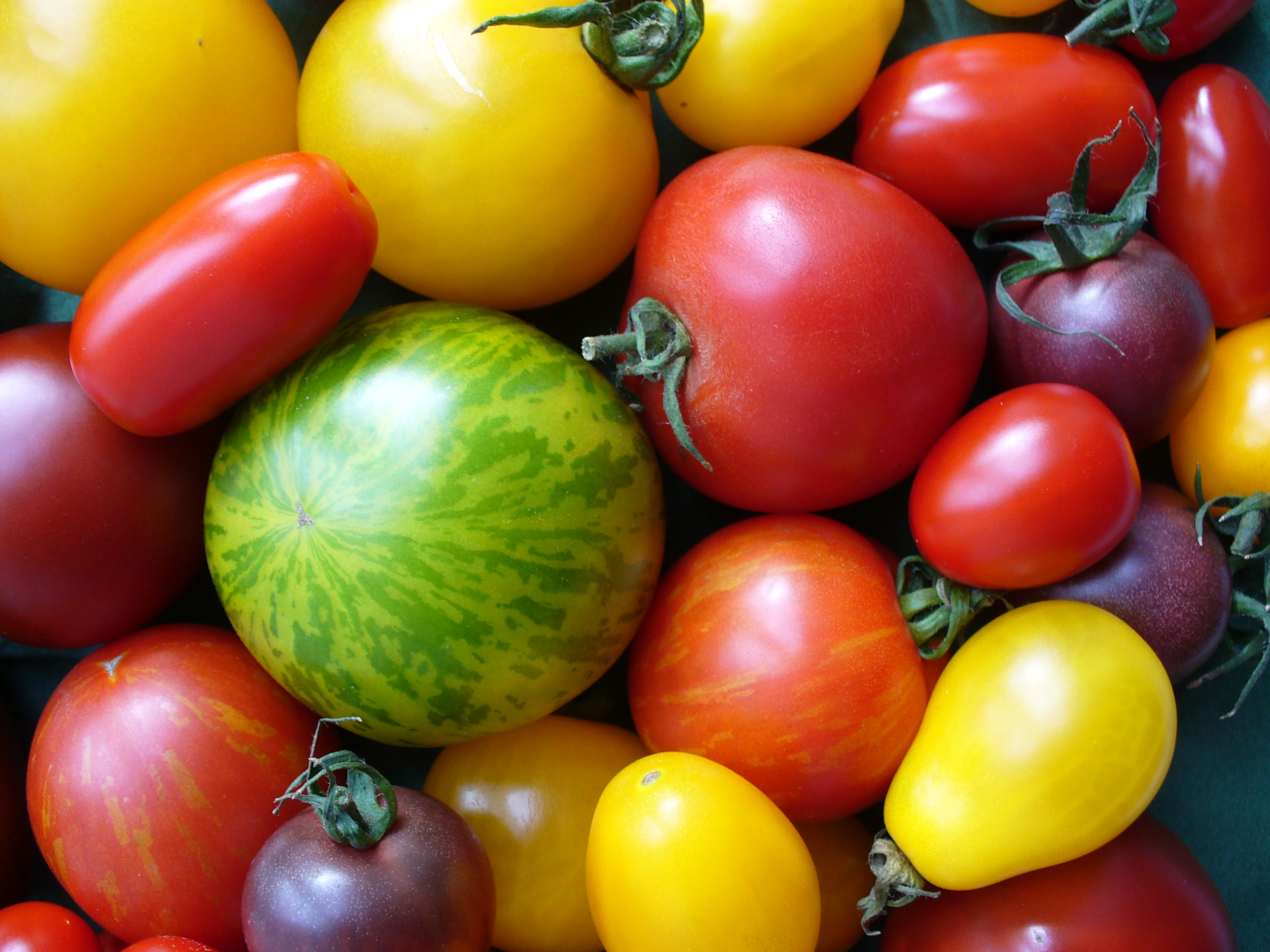 Tomatenvielfalt