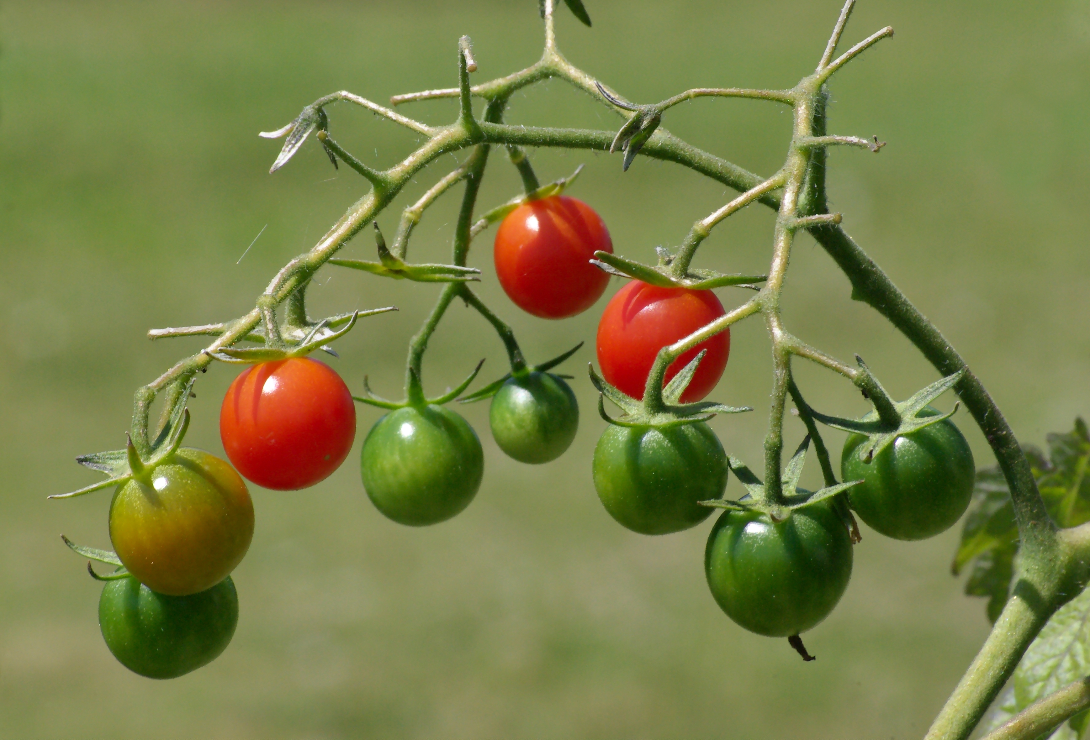 Tomates cerises FR 2012