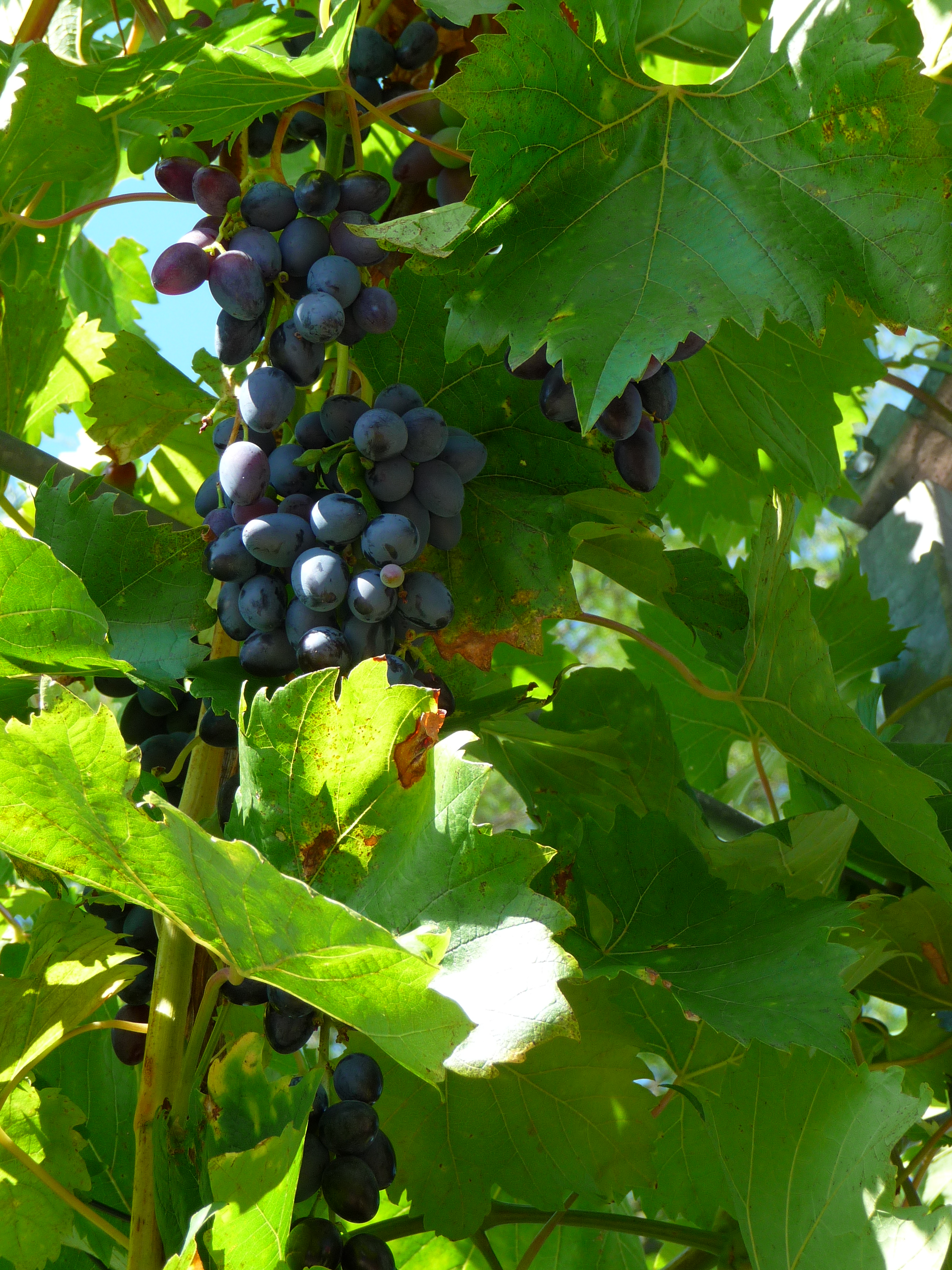 Traube Muskat Blue