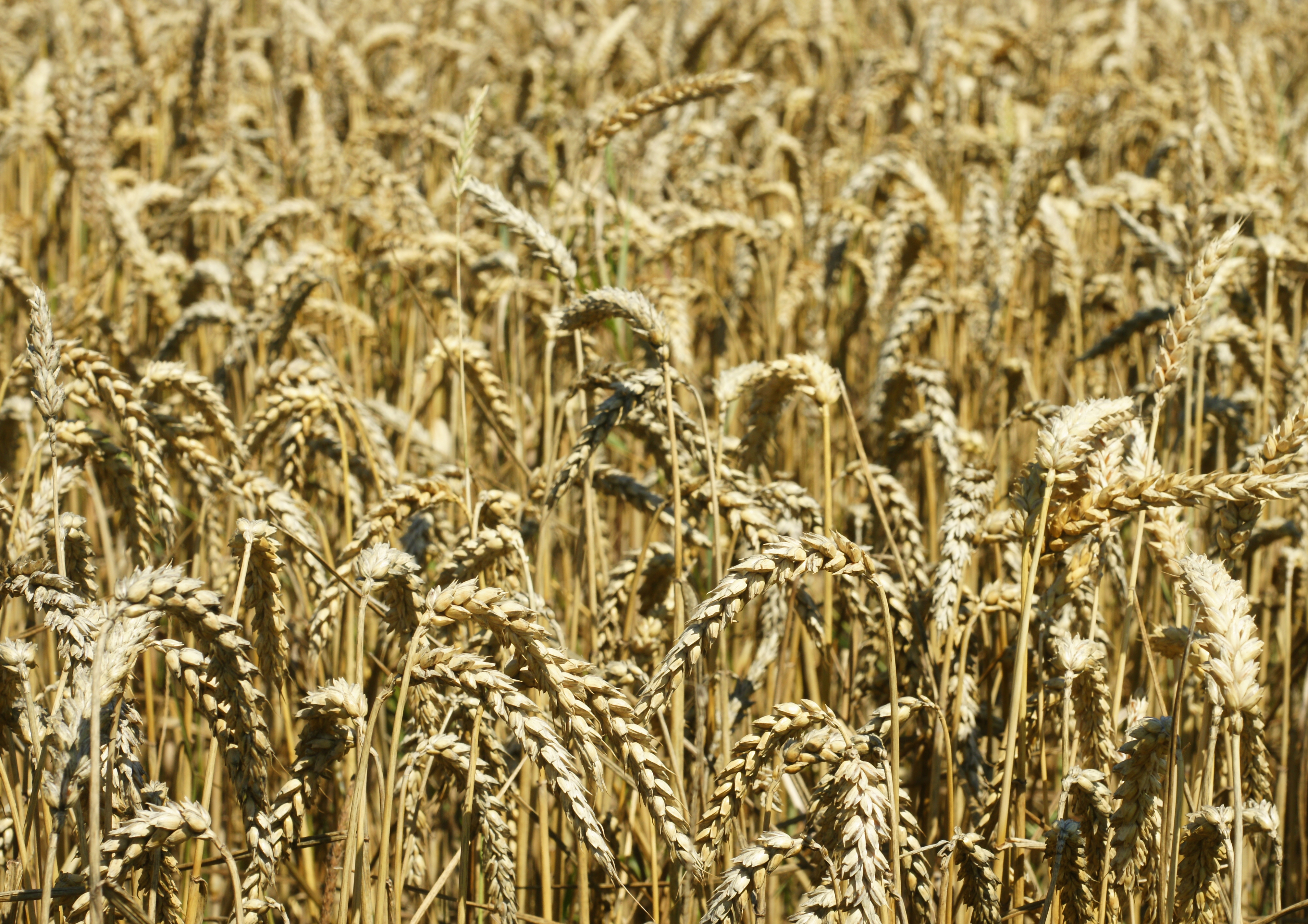Triticum aestivum (ripe) 3