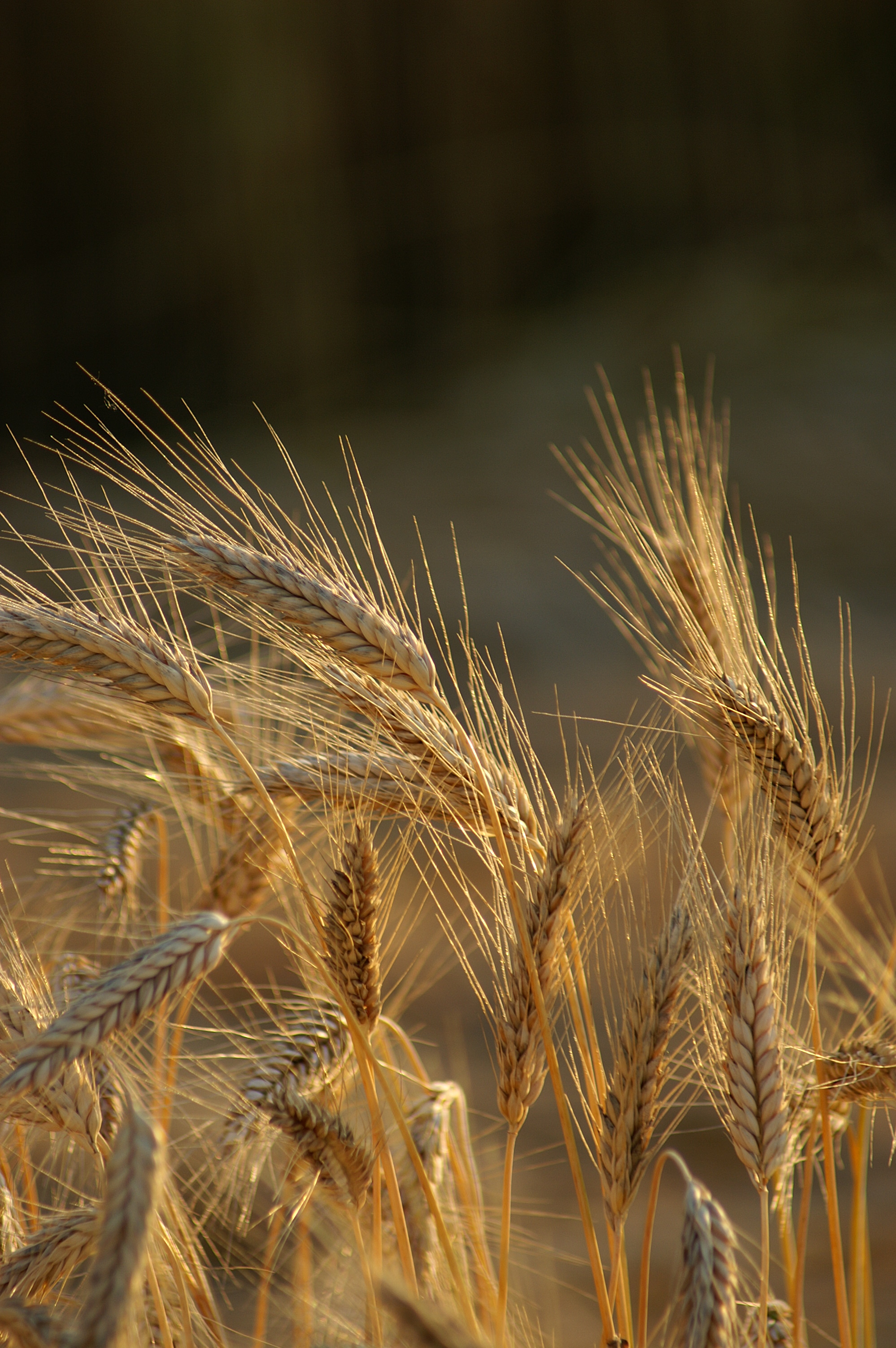 Triticum polonicum L 4