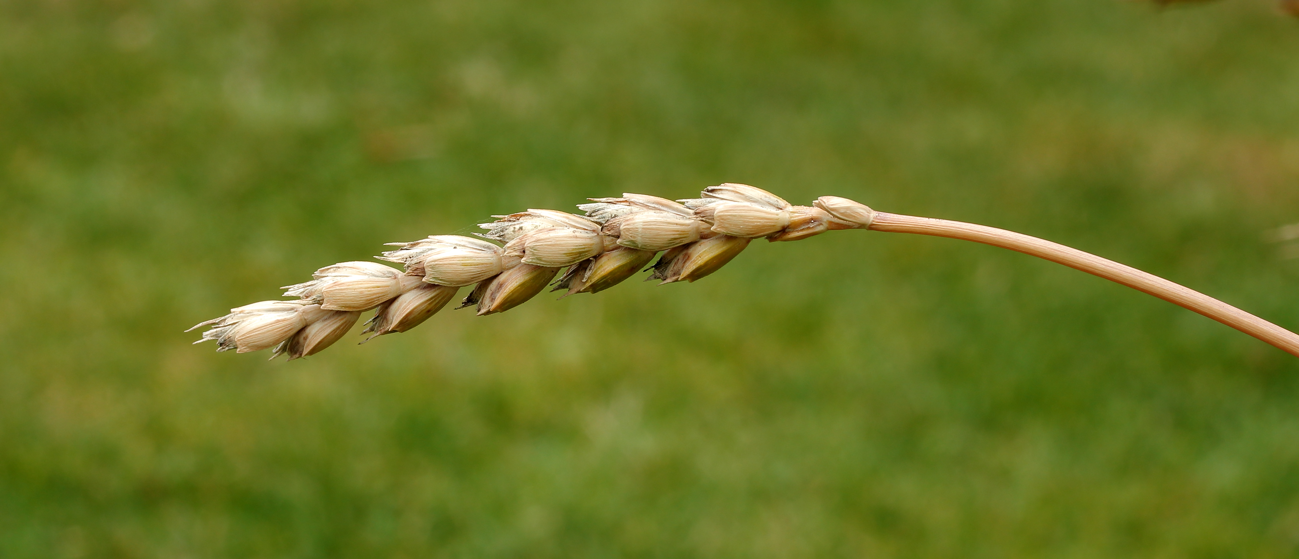 Triticum spelta (Spelt) Locatie De Kruidhof