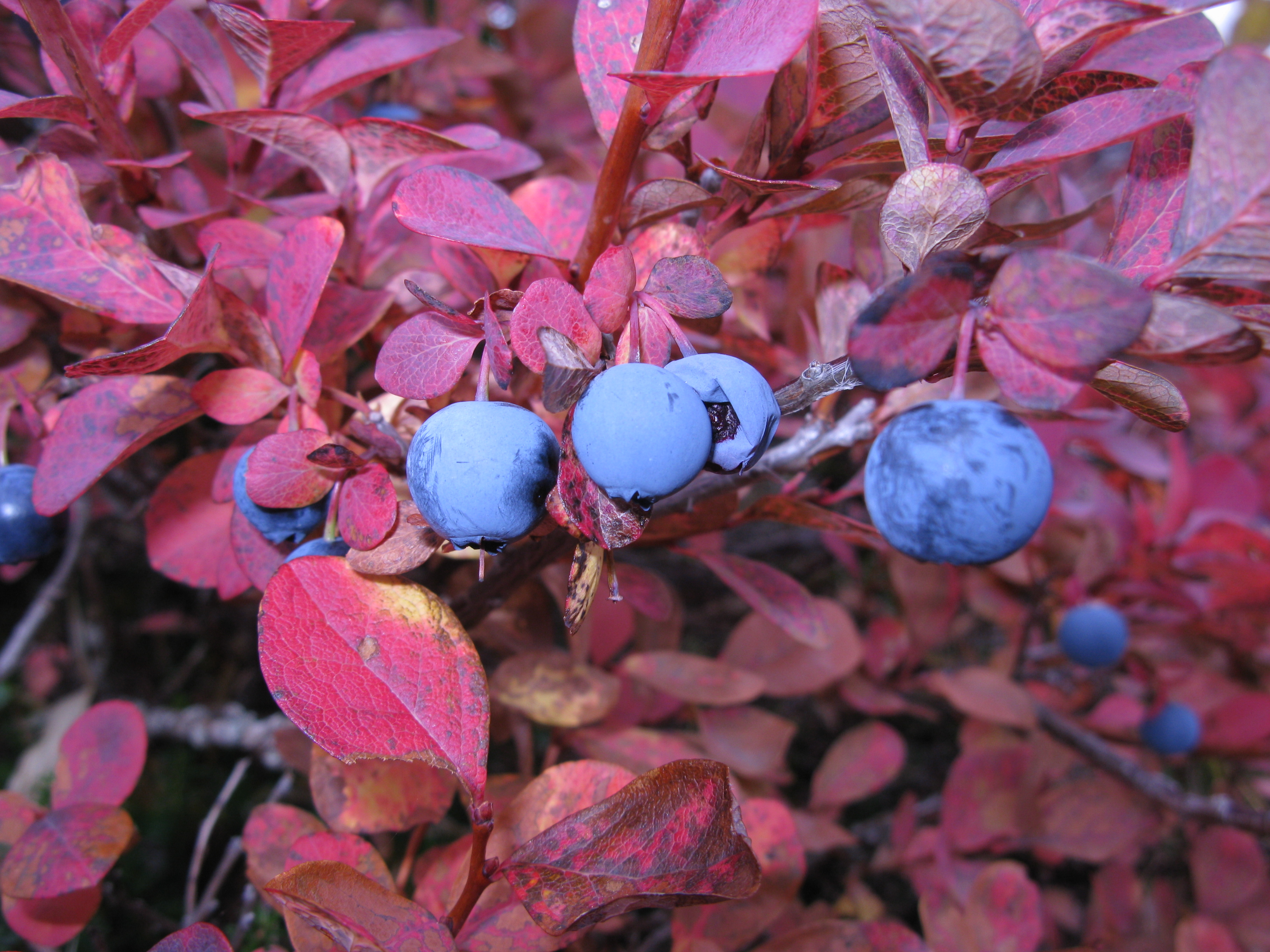 Vaccinium uliginosum Japan3