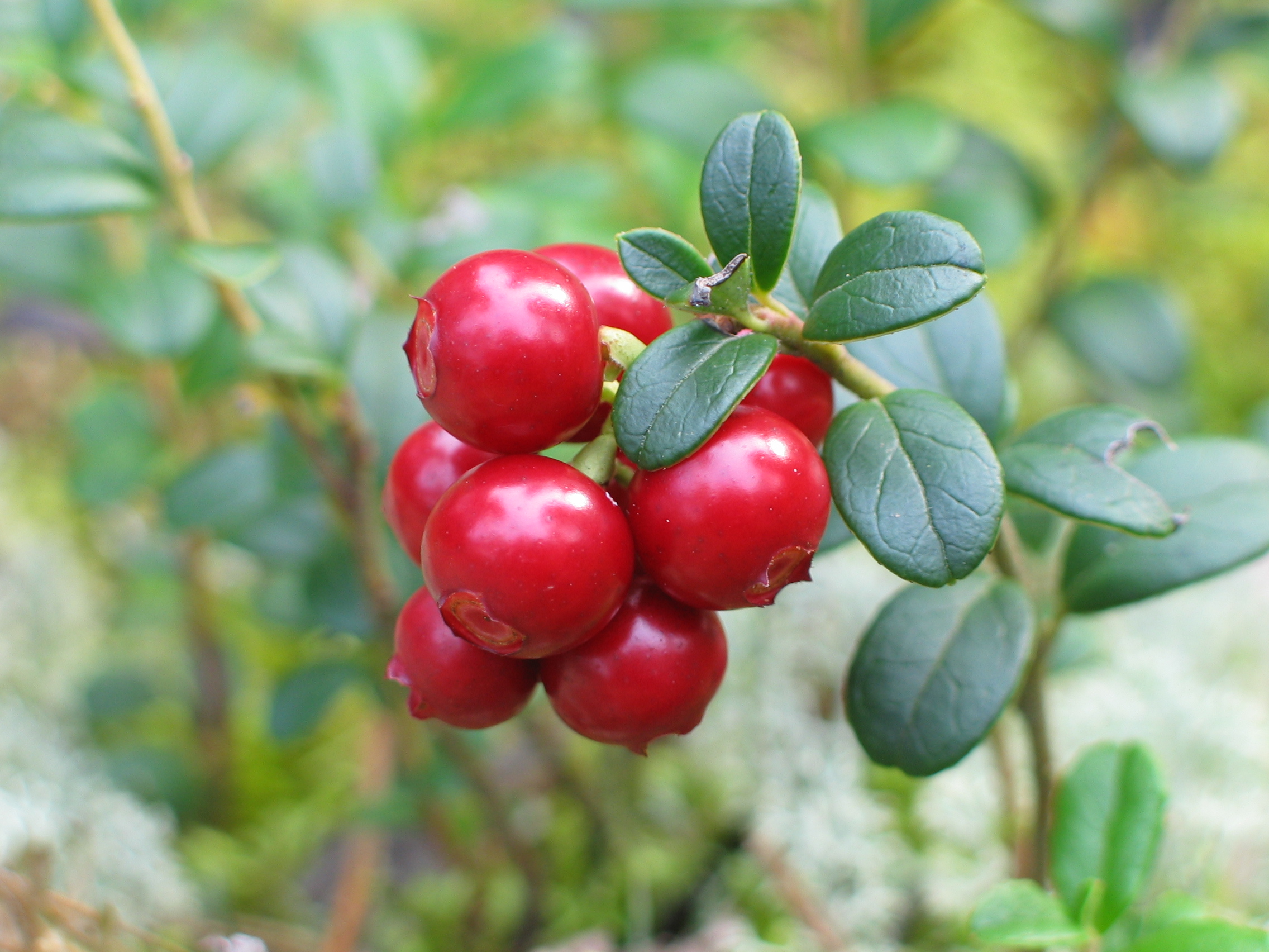 Vaccinium vitis-idaea 20060824 002