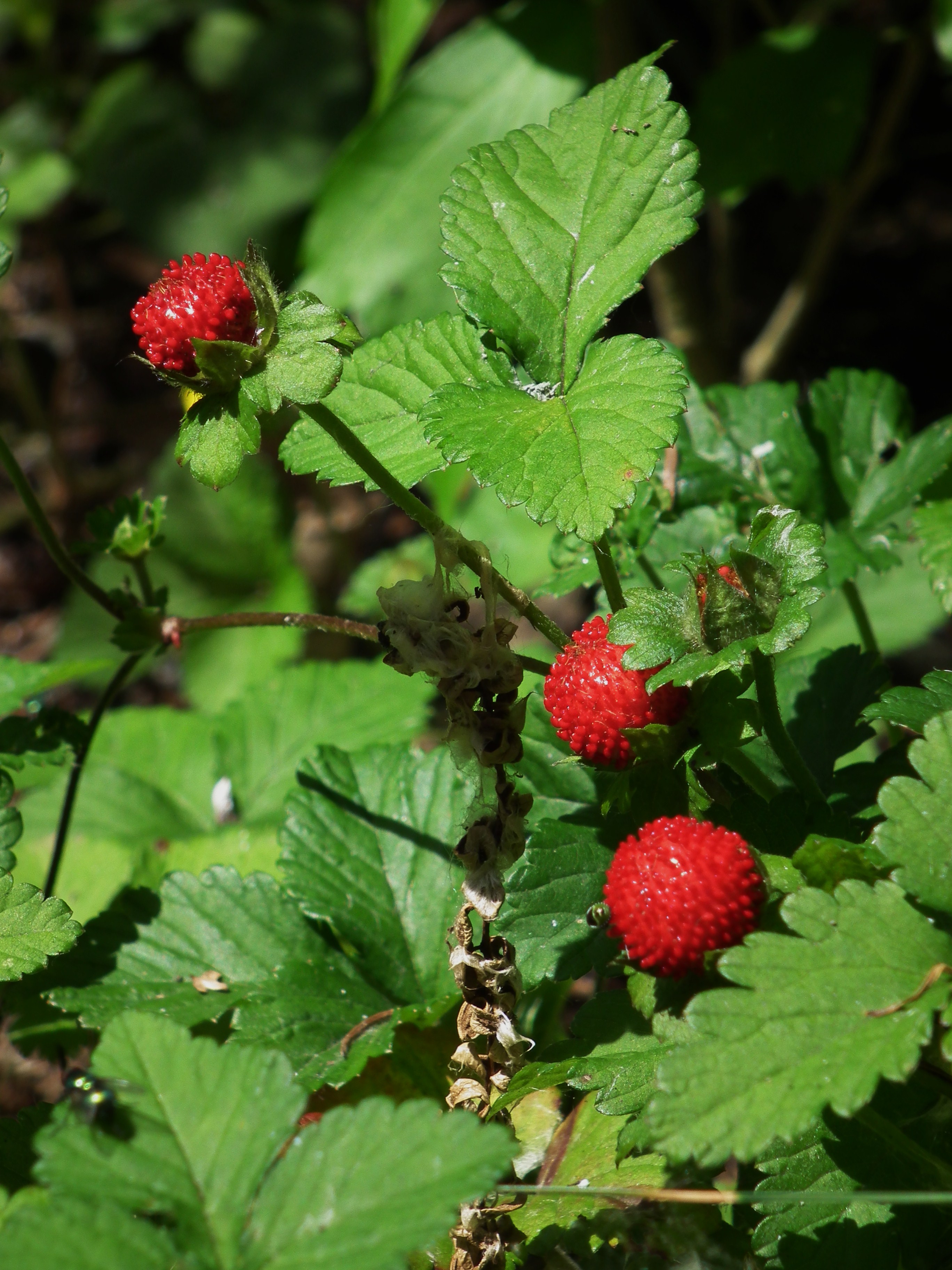 Wald-Erdbeere