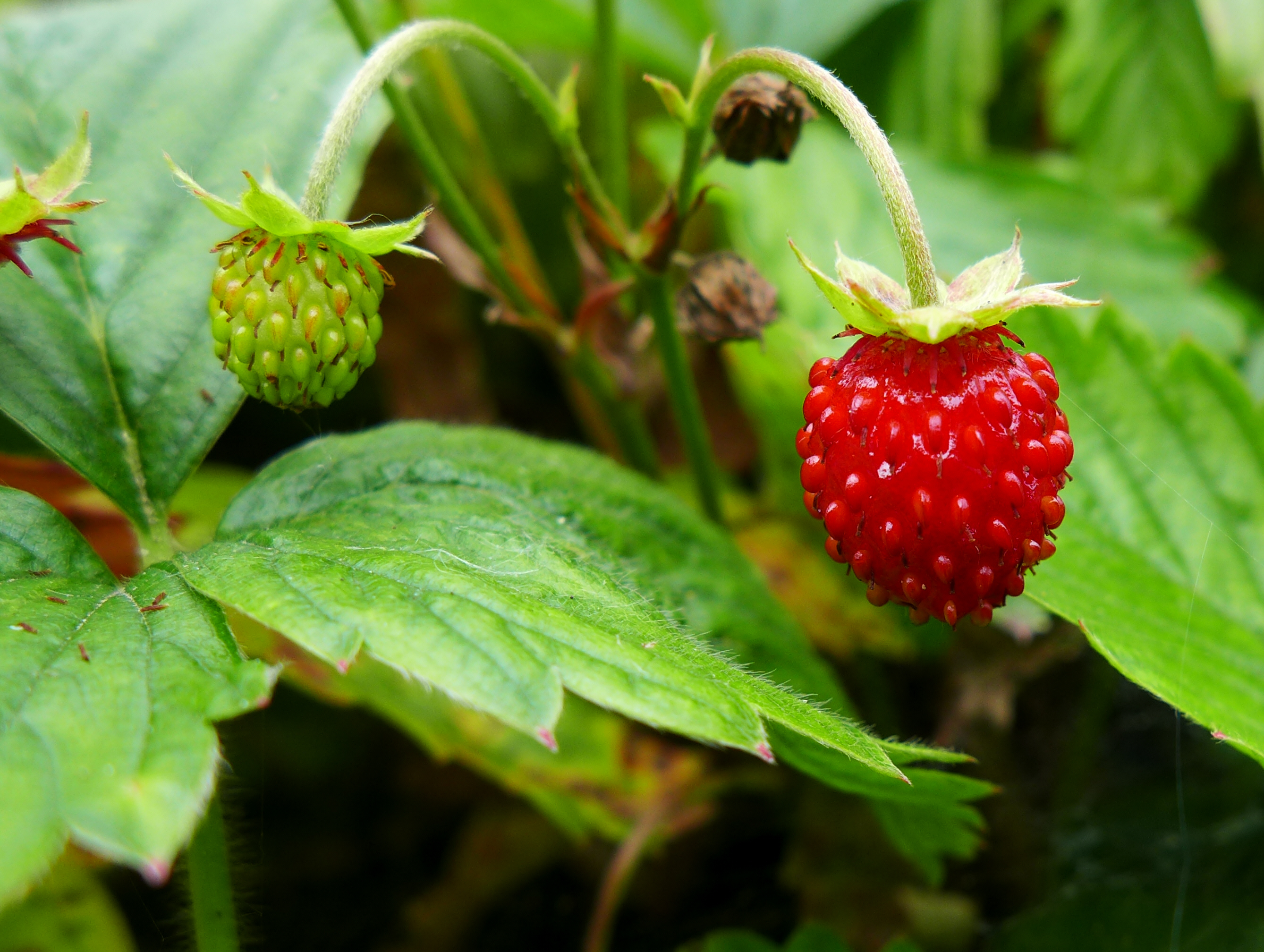 Walderdbeeren - Fragaria vesca
