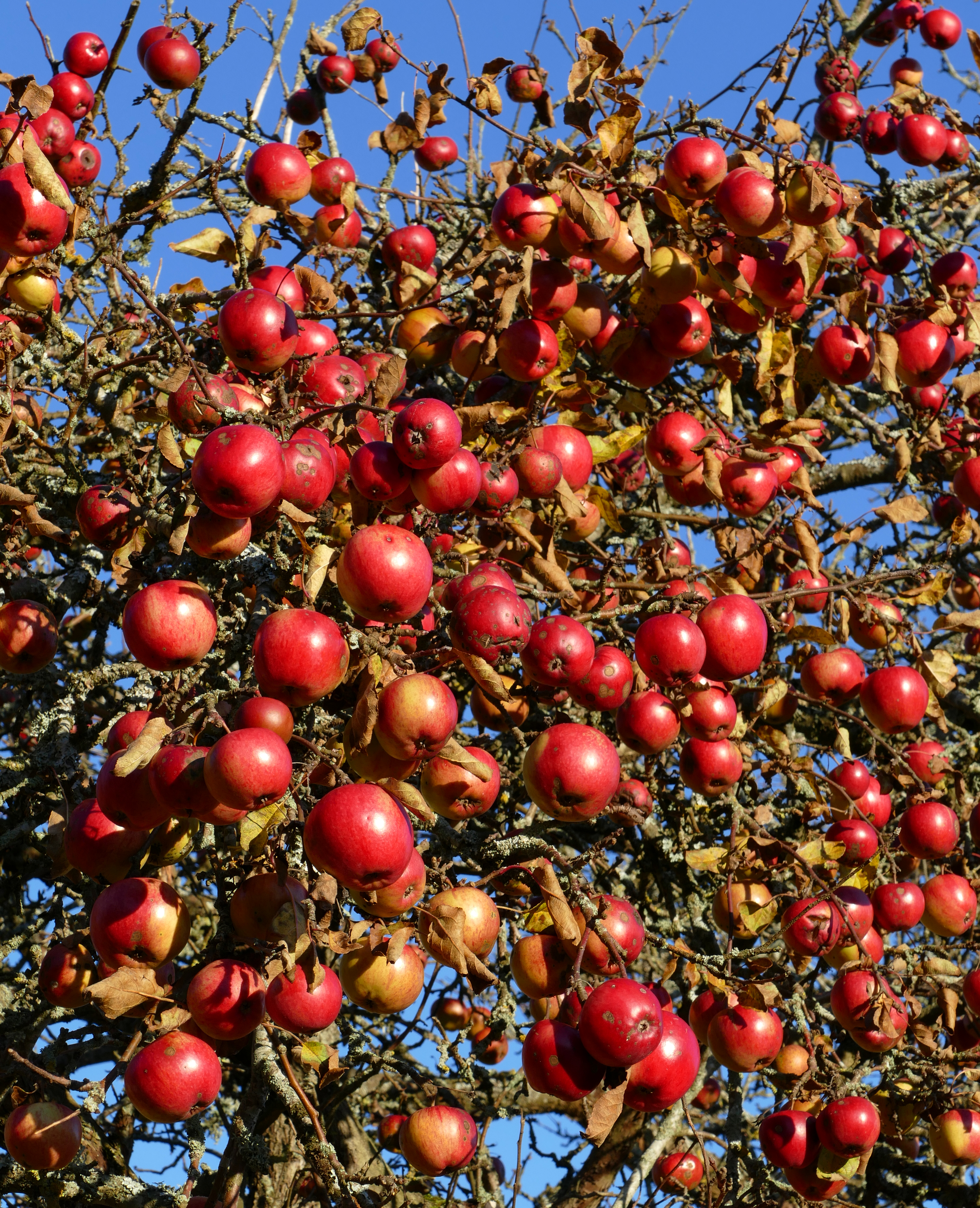 Winter apples 3