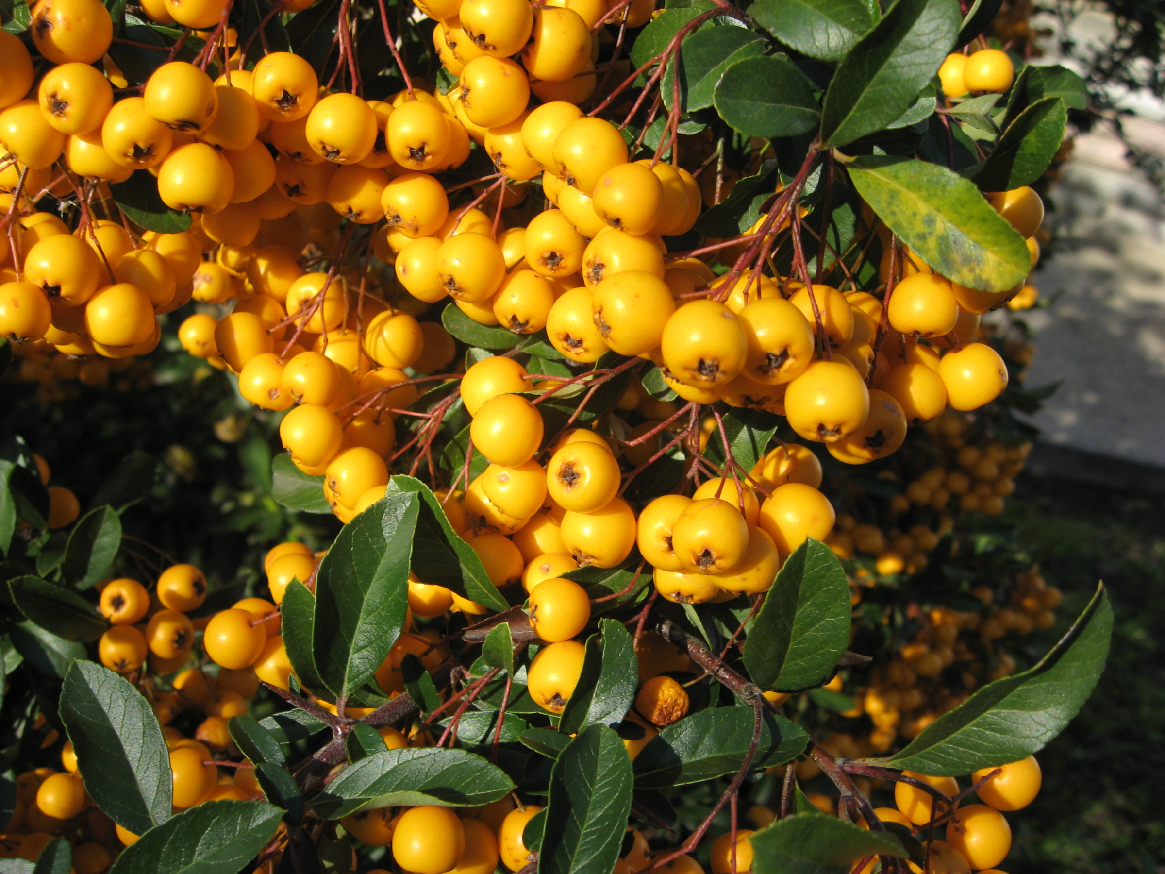 Yellow firethorn