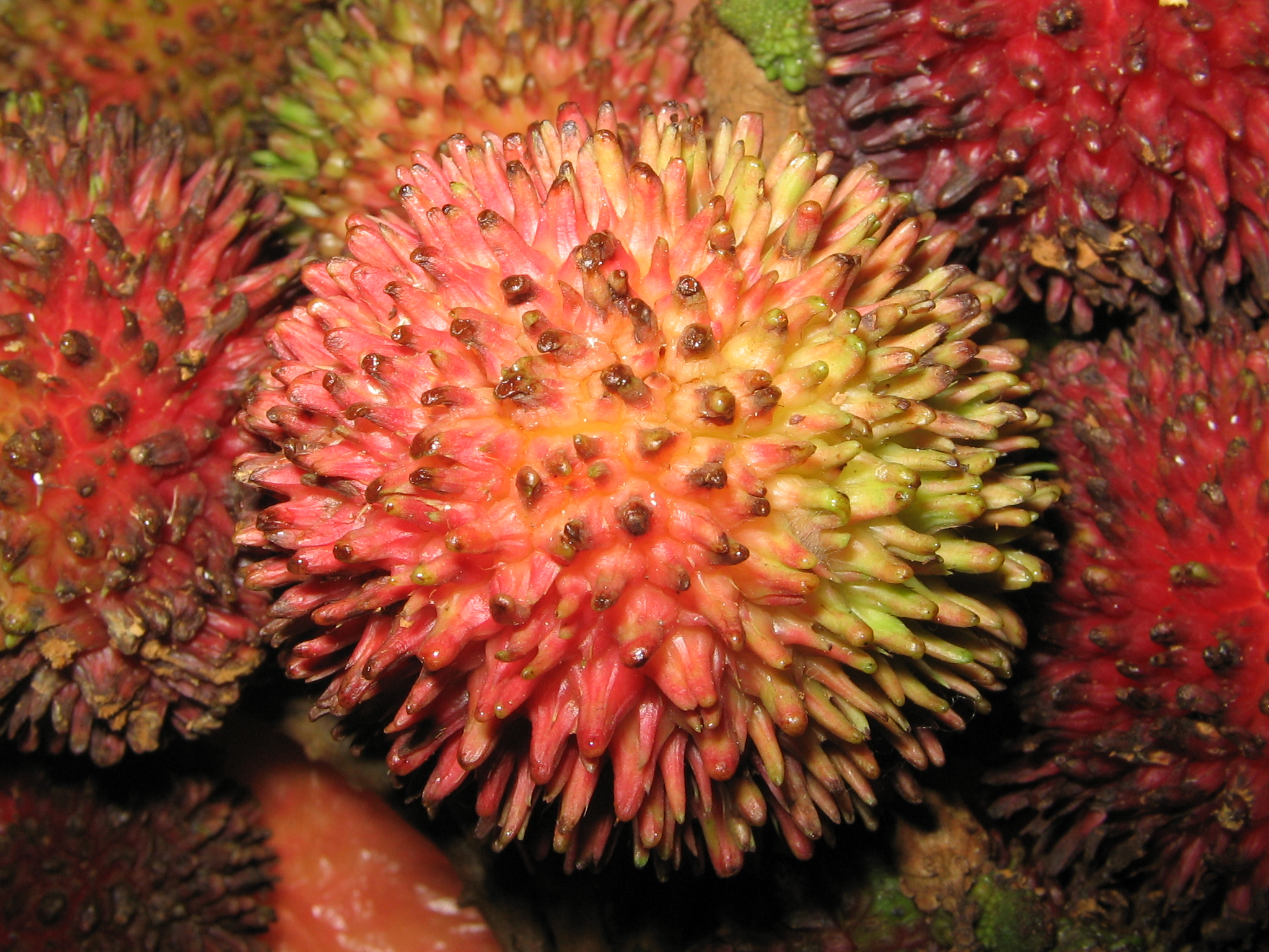 YosriPulasan1