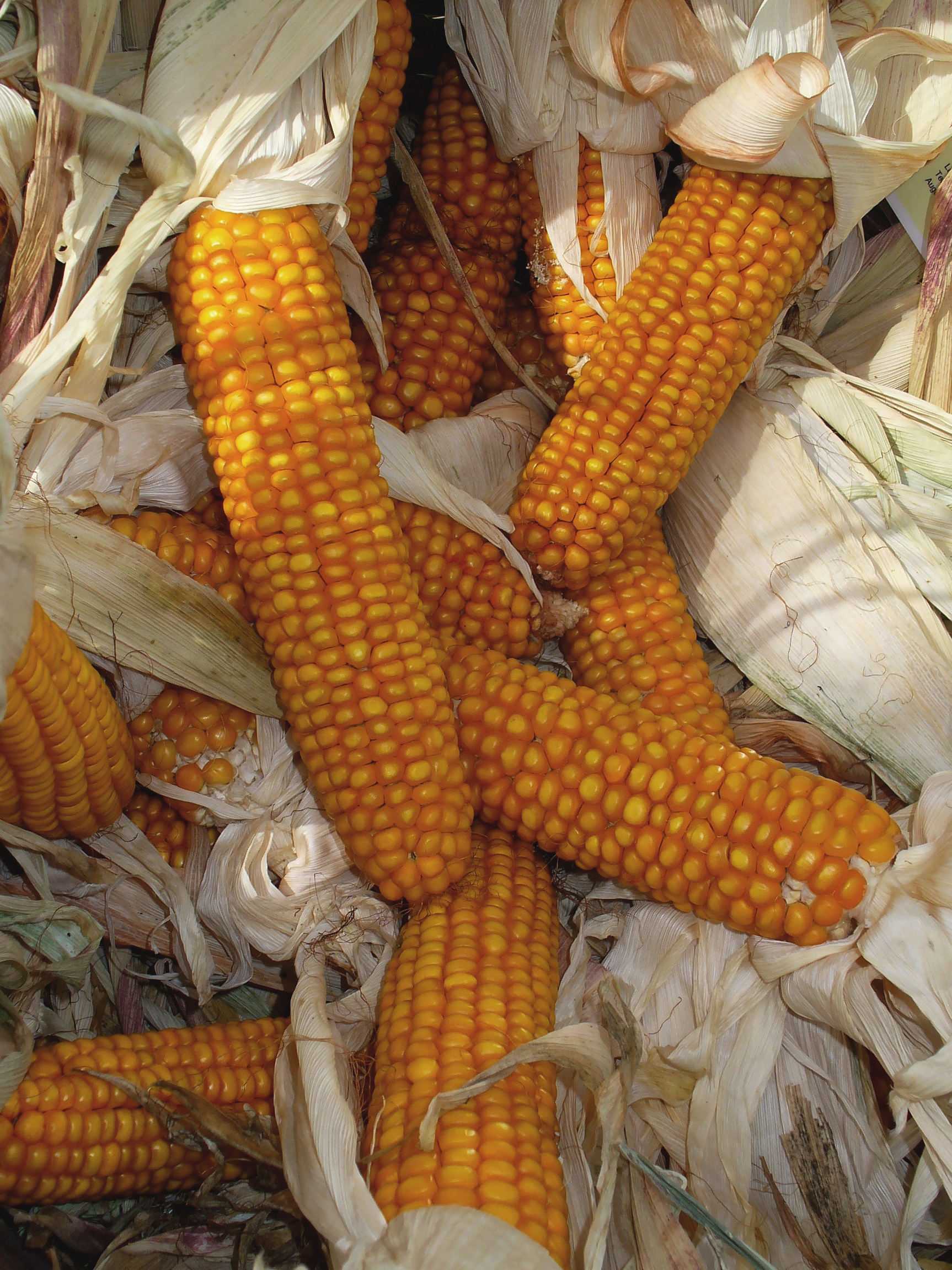 Zea mays 005