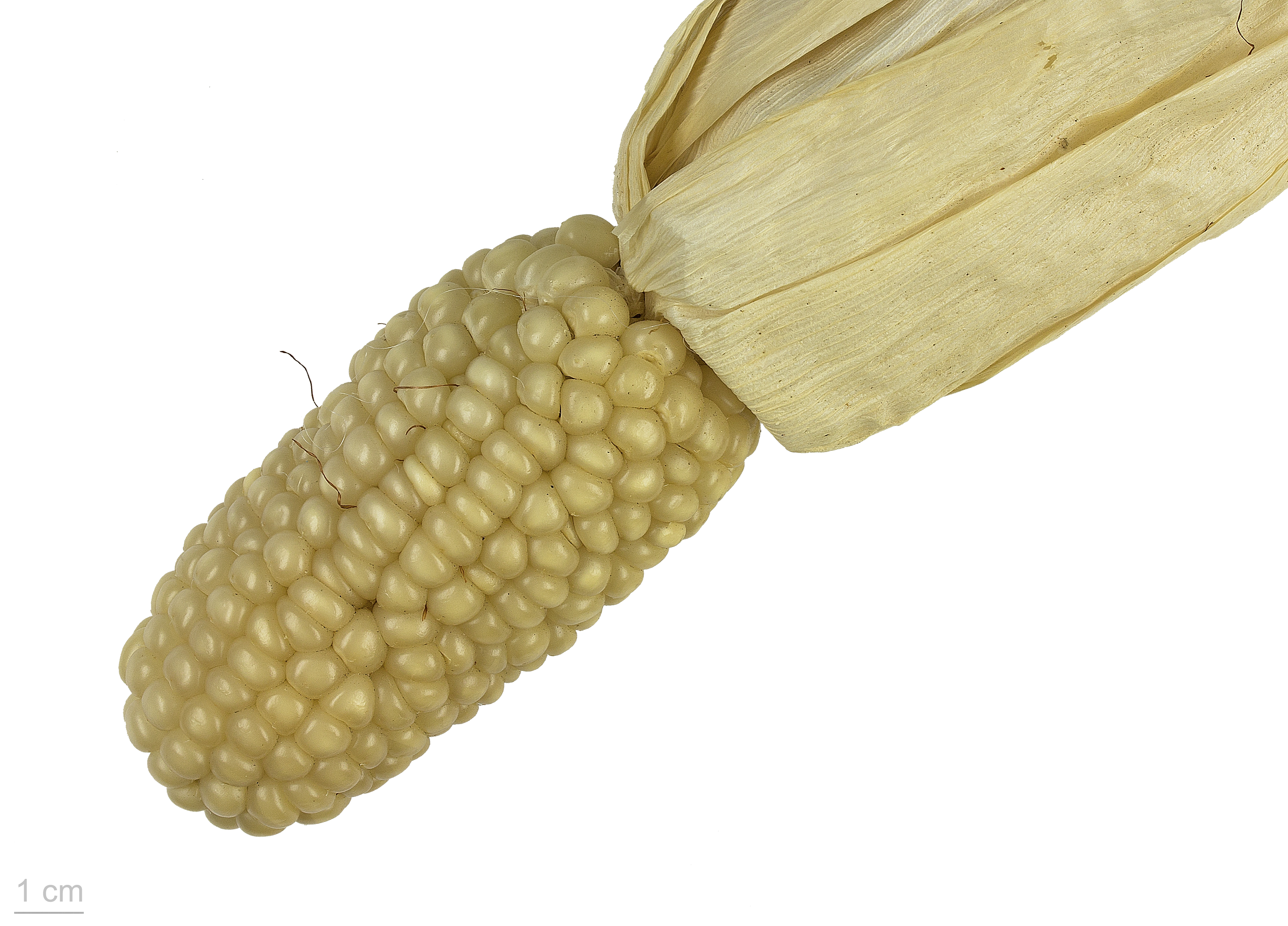 Zea mays 'millette du Lauragais' MHNT.BOT.2015.34.8
