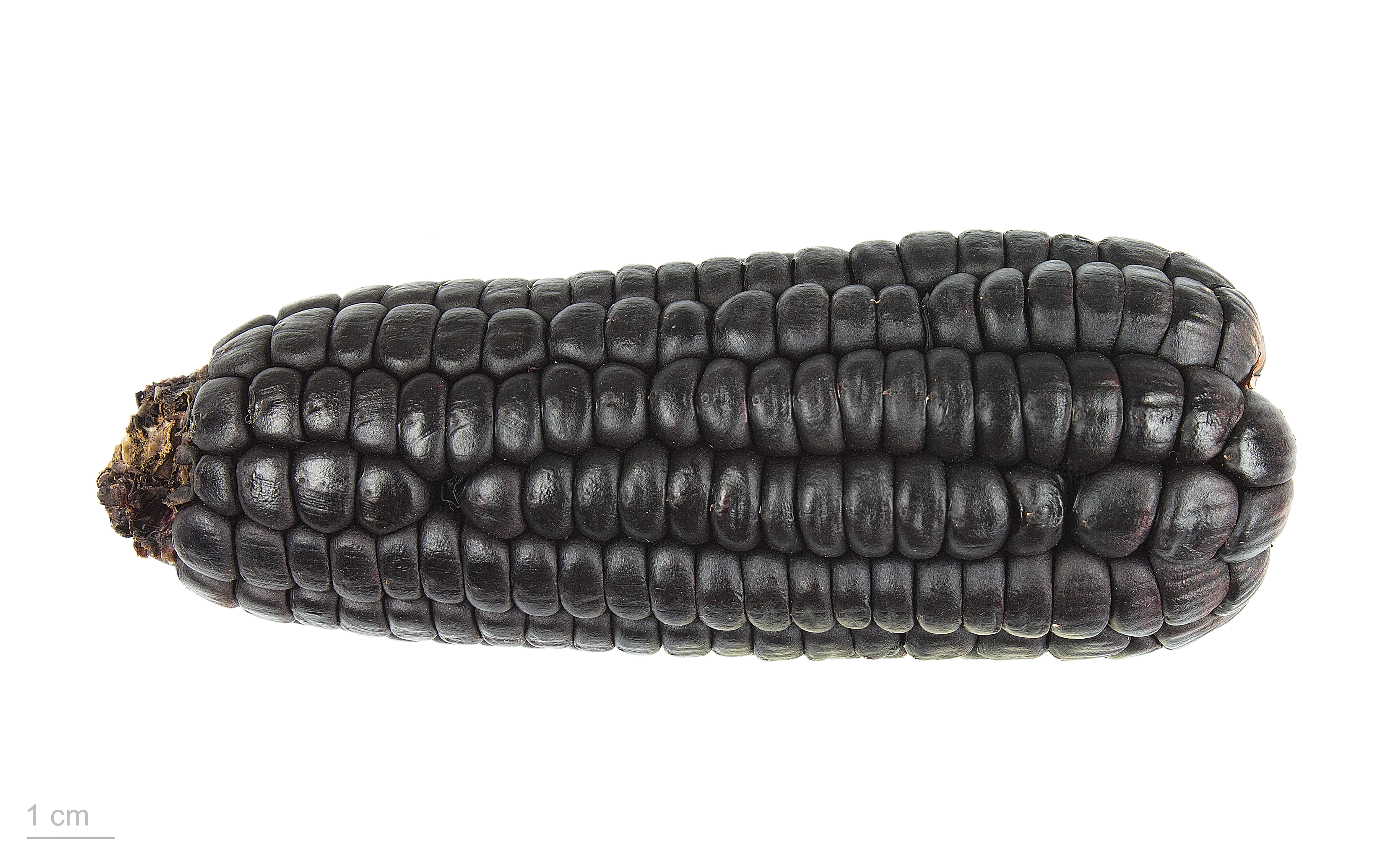 Zea mays 'morado' MHNT.BOT.2015.34.11
