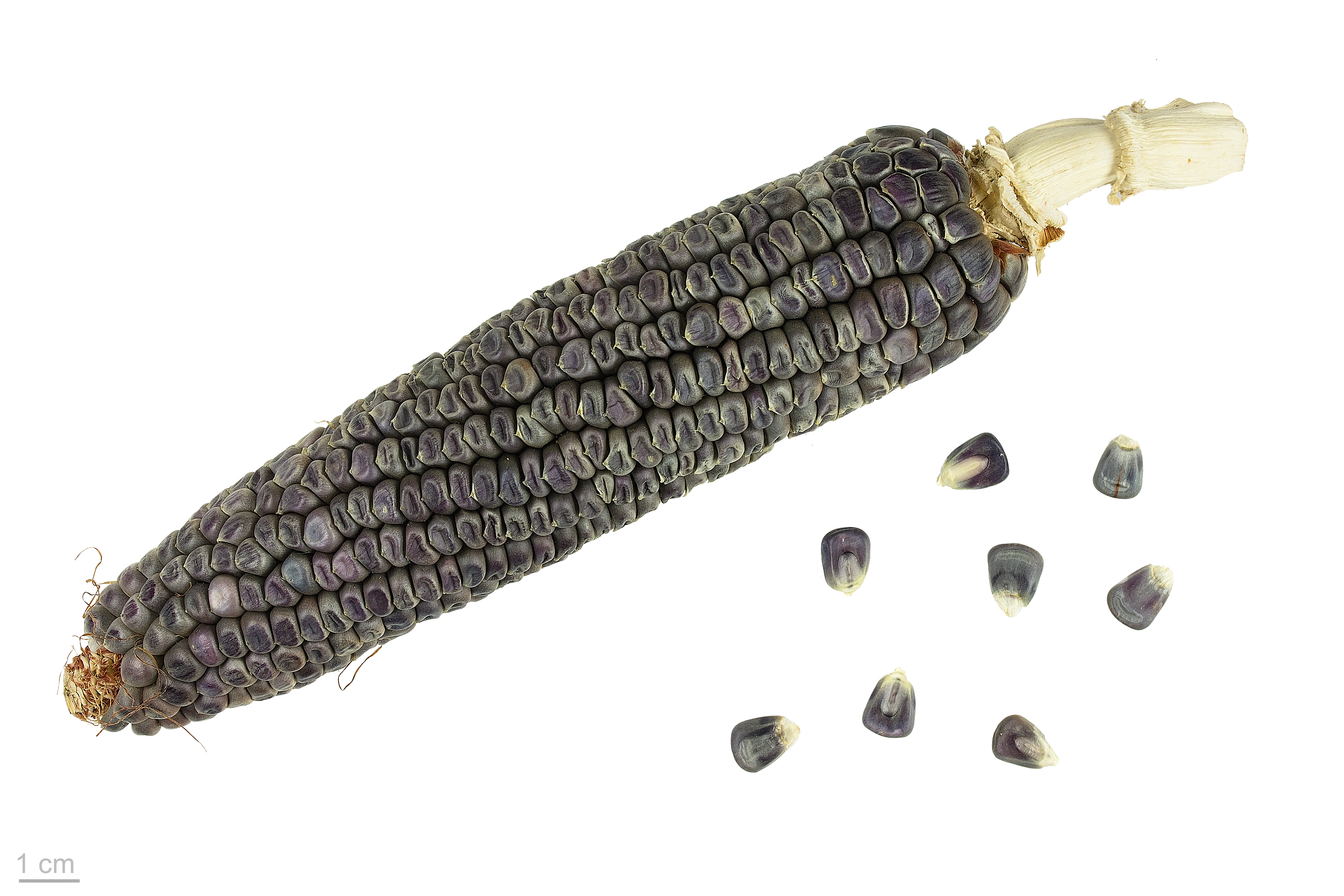 Zea mays 'Ohcholi Sunul' MHNT.BOT.2015.34.10