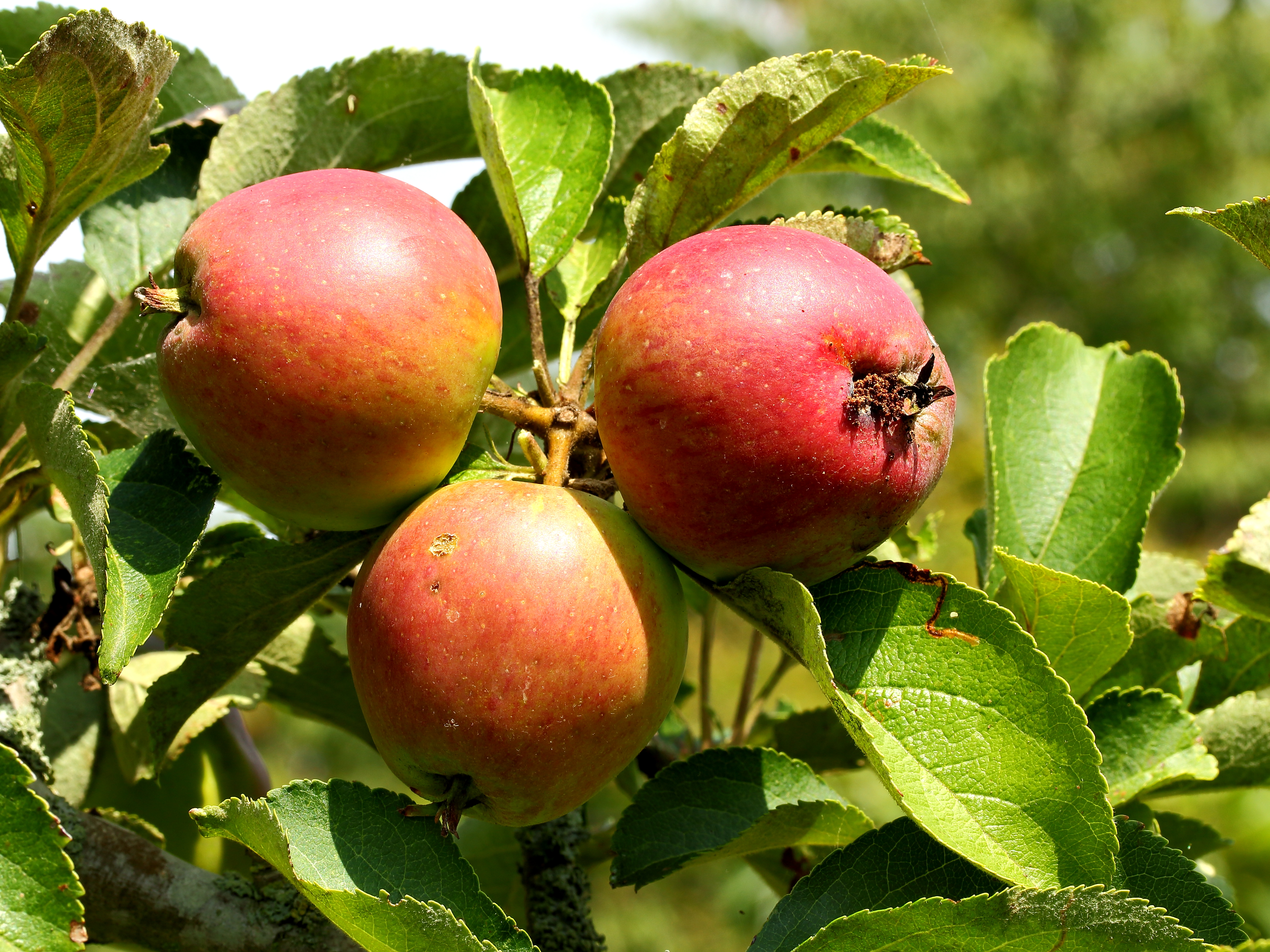 Zomer zijden hemdje appel. Oud appelras. Locatie De Kruidhof