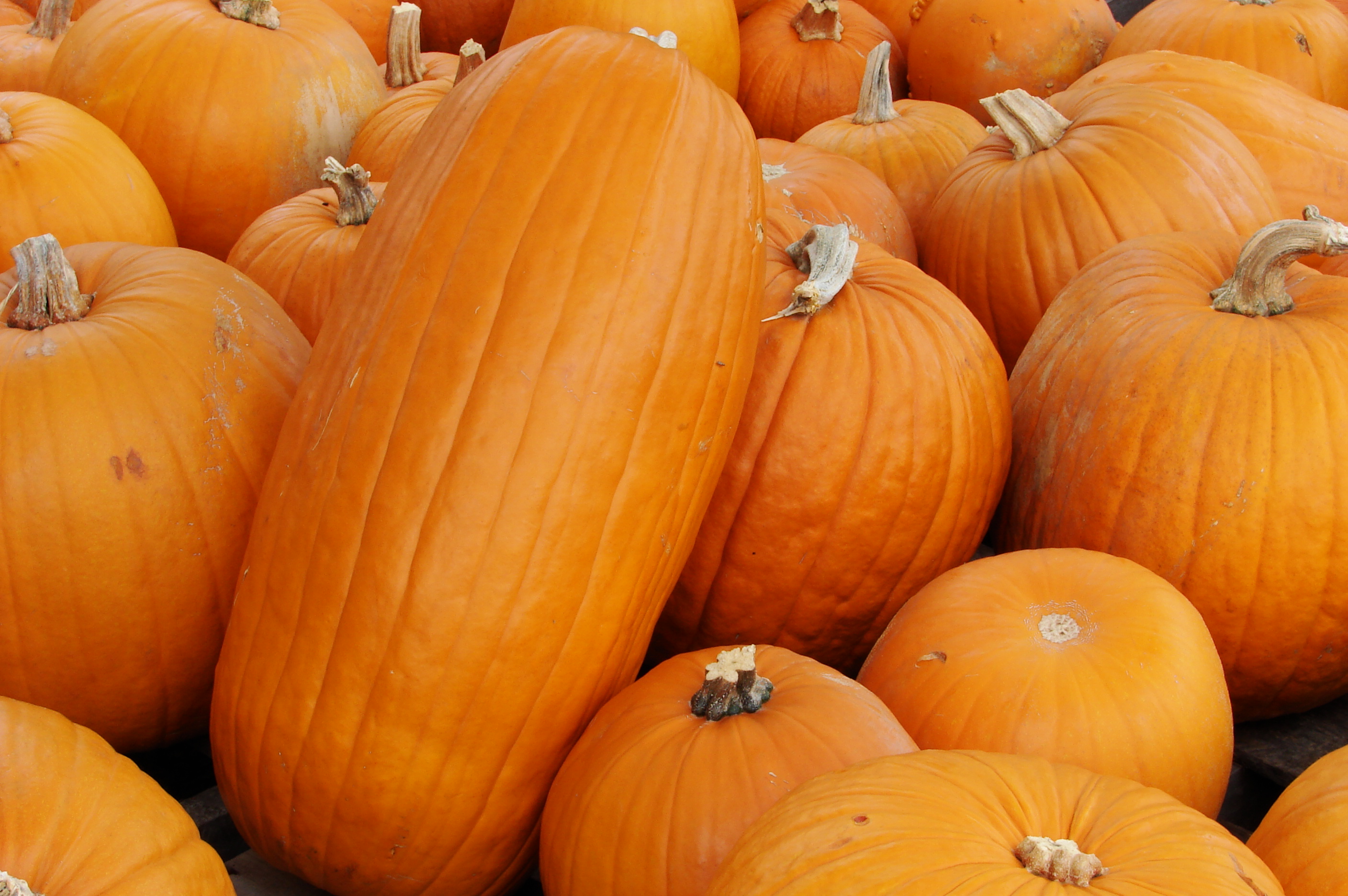 - Pumpkins -