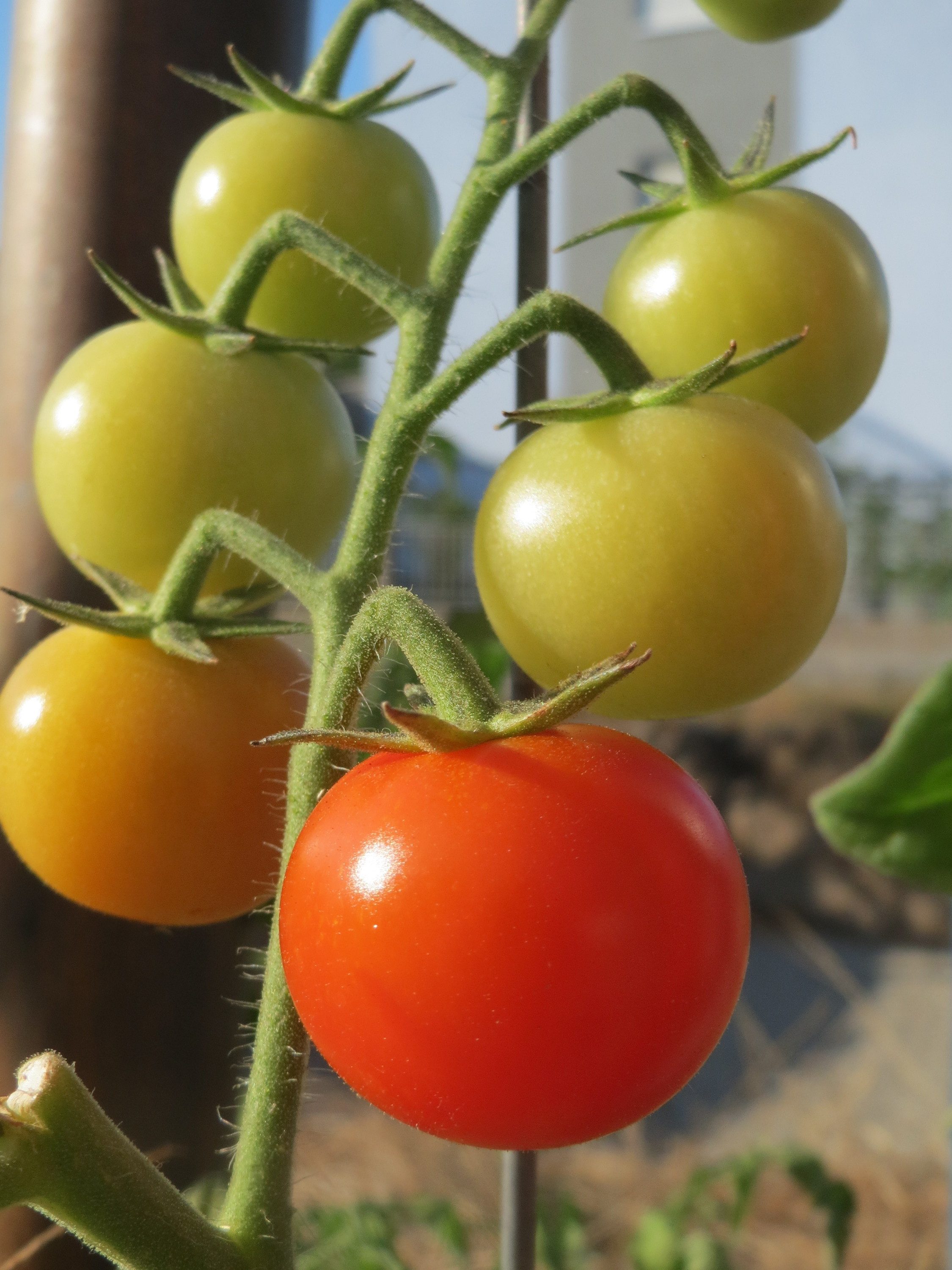 20160913Solanum lycopersicum3