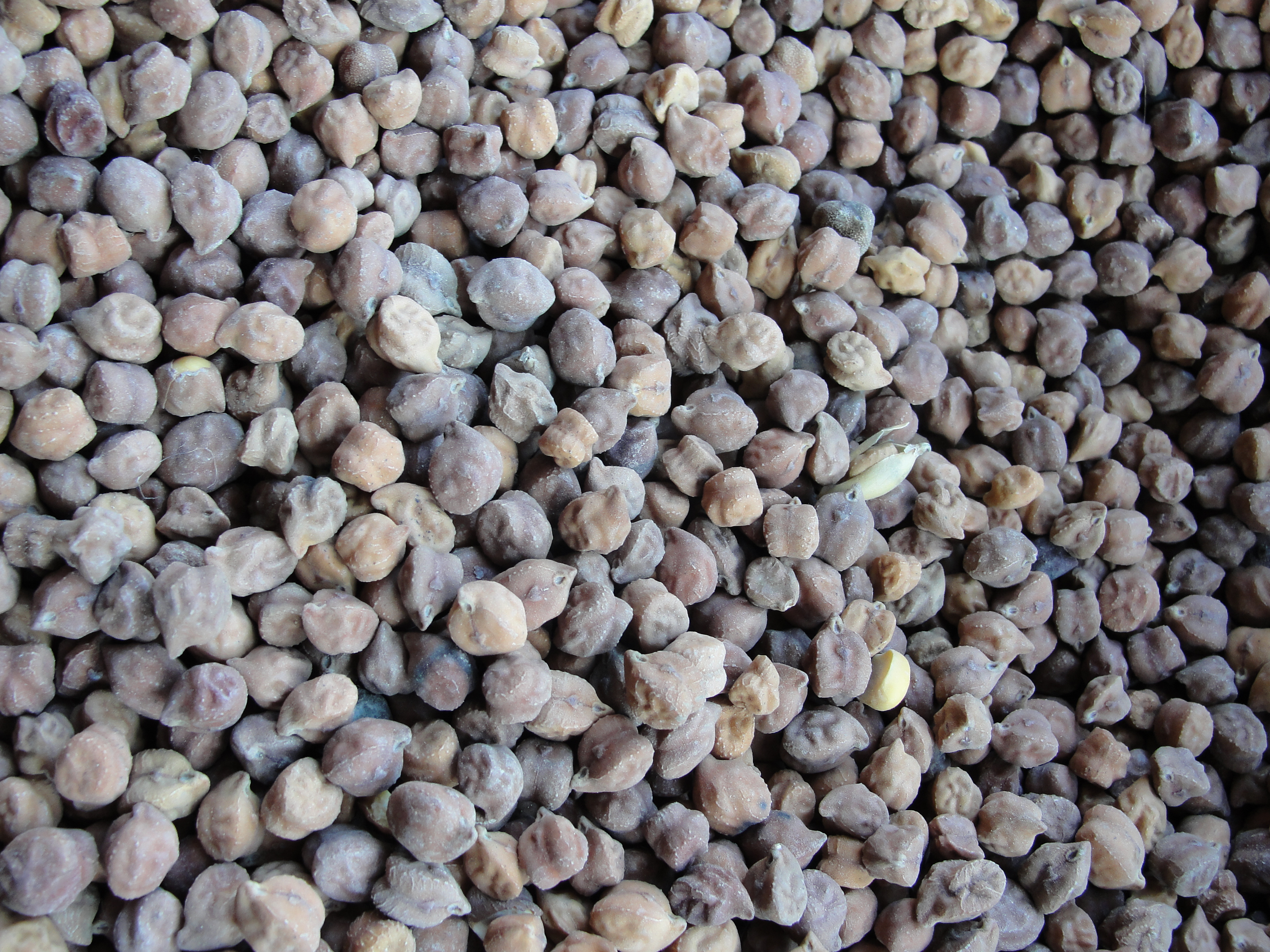 A depiction of Chickpea