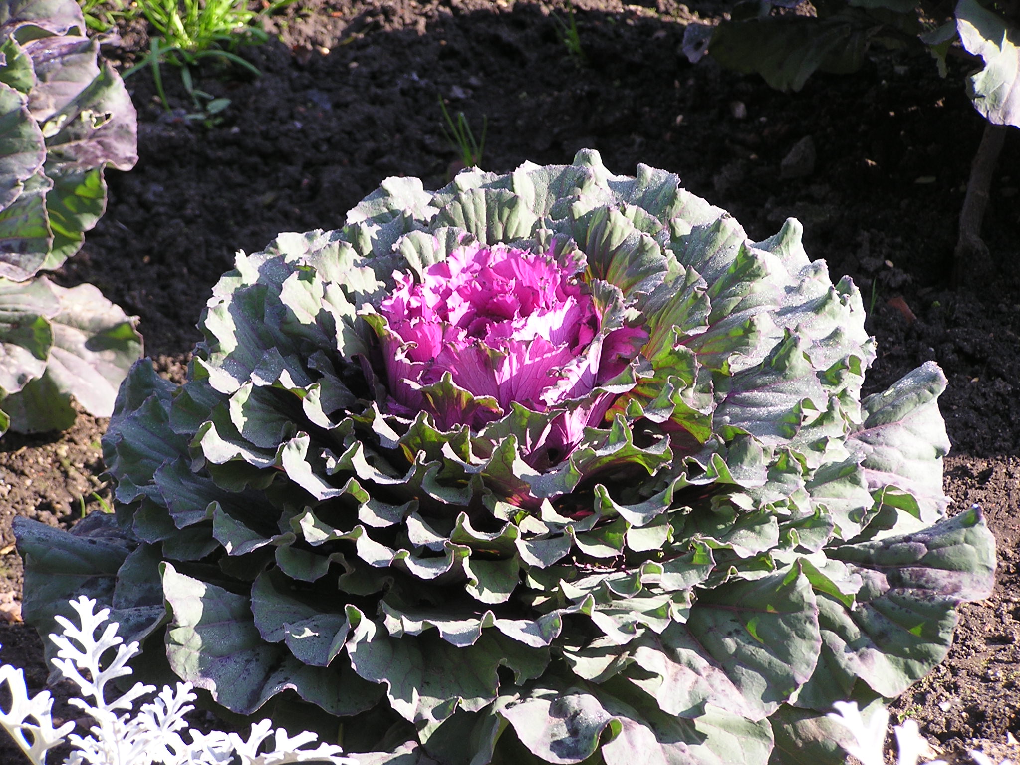 Ab plant 91