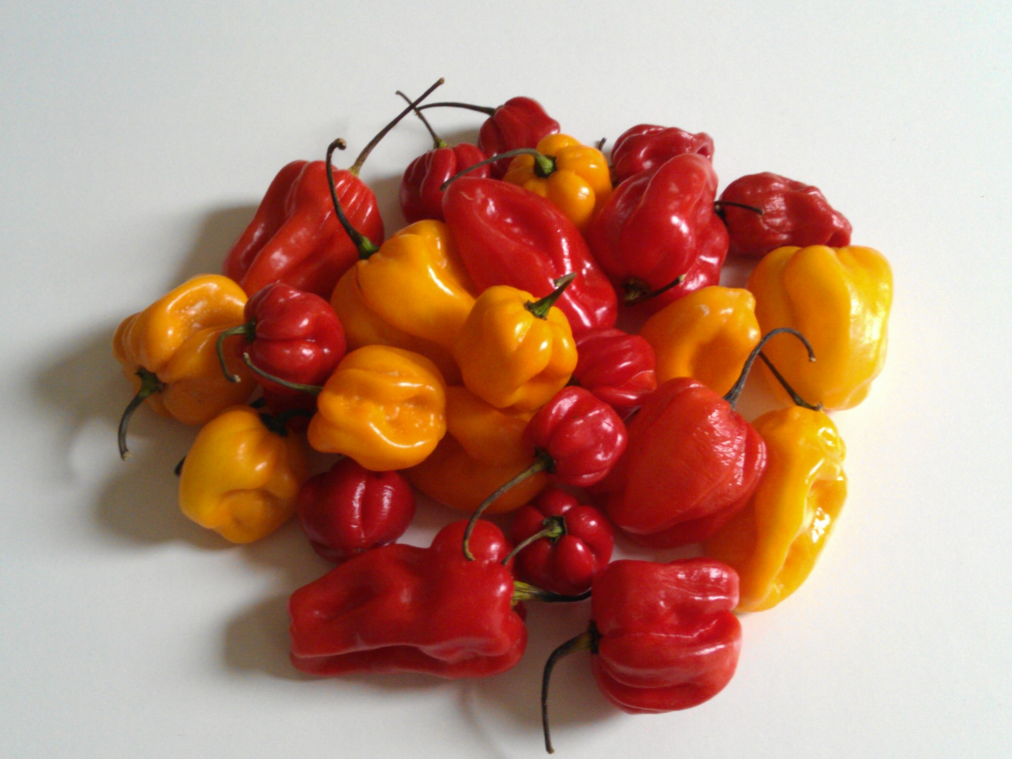 Adjoema chili