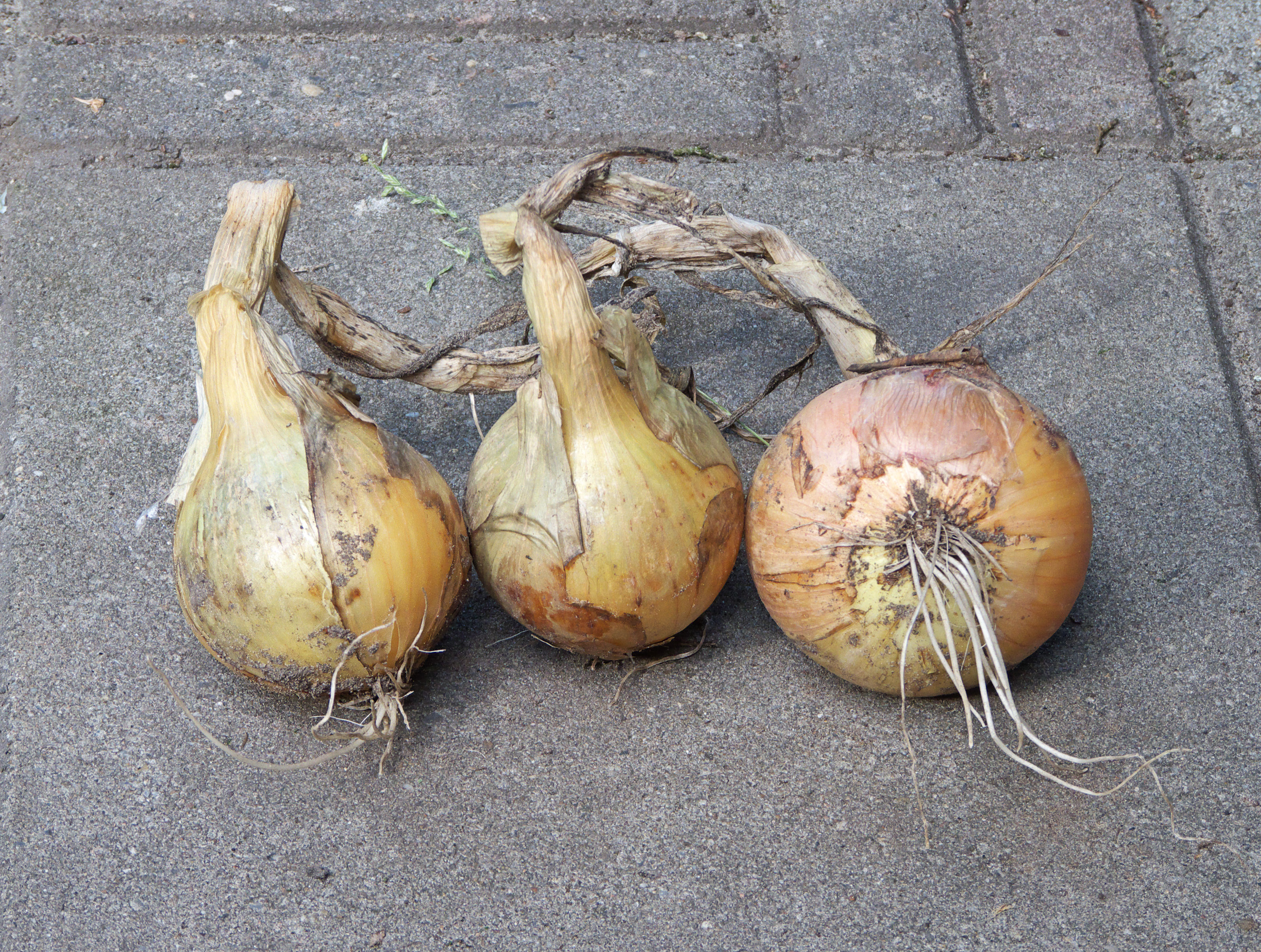 Allium cepa Plantui Centurion