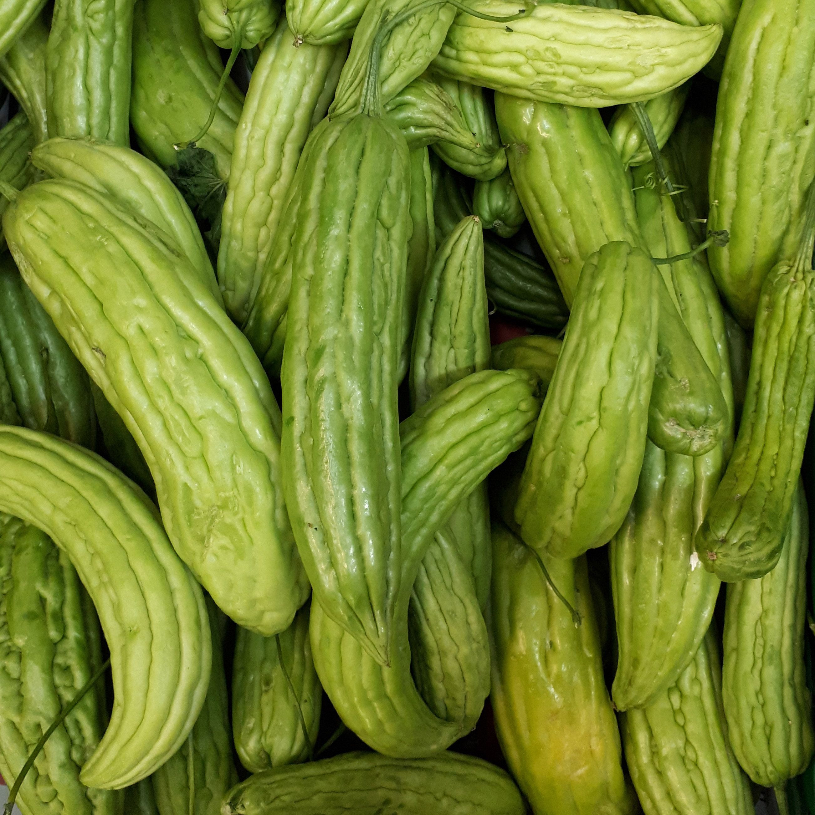 Ampalaya 2017 A2