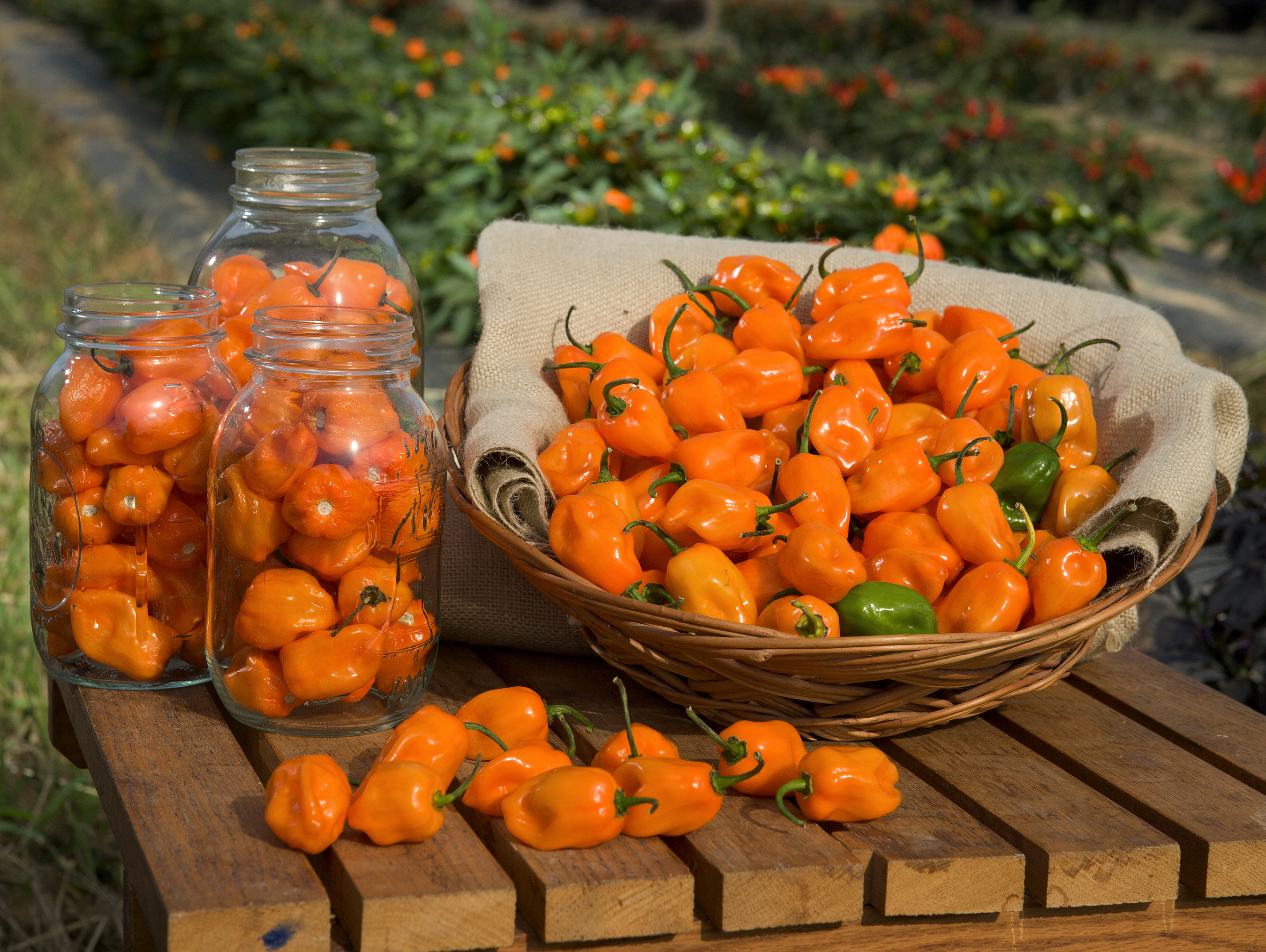 ARS-habanero