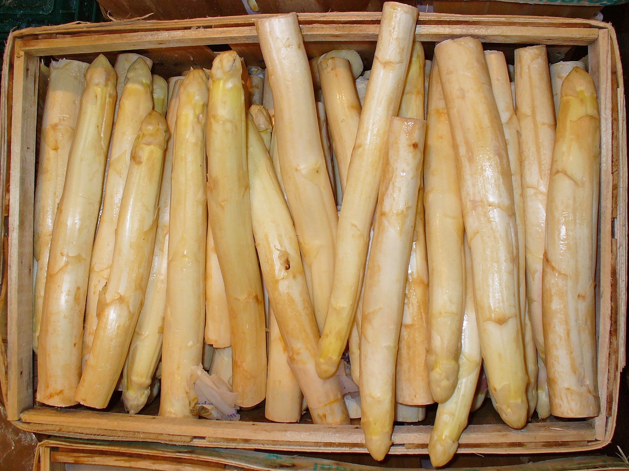 Asparagus officinalis 005