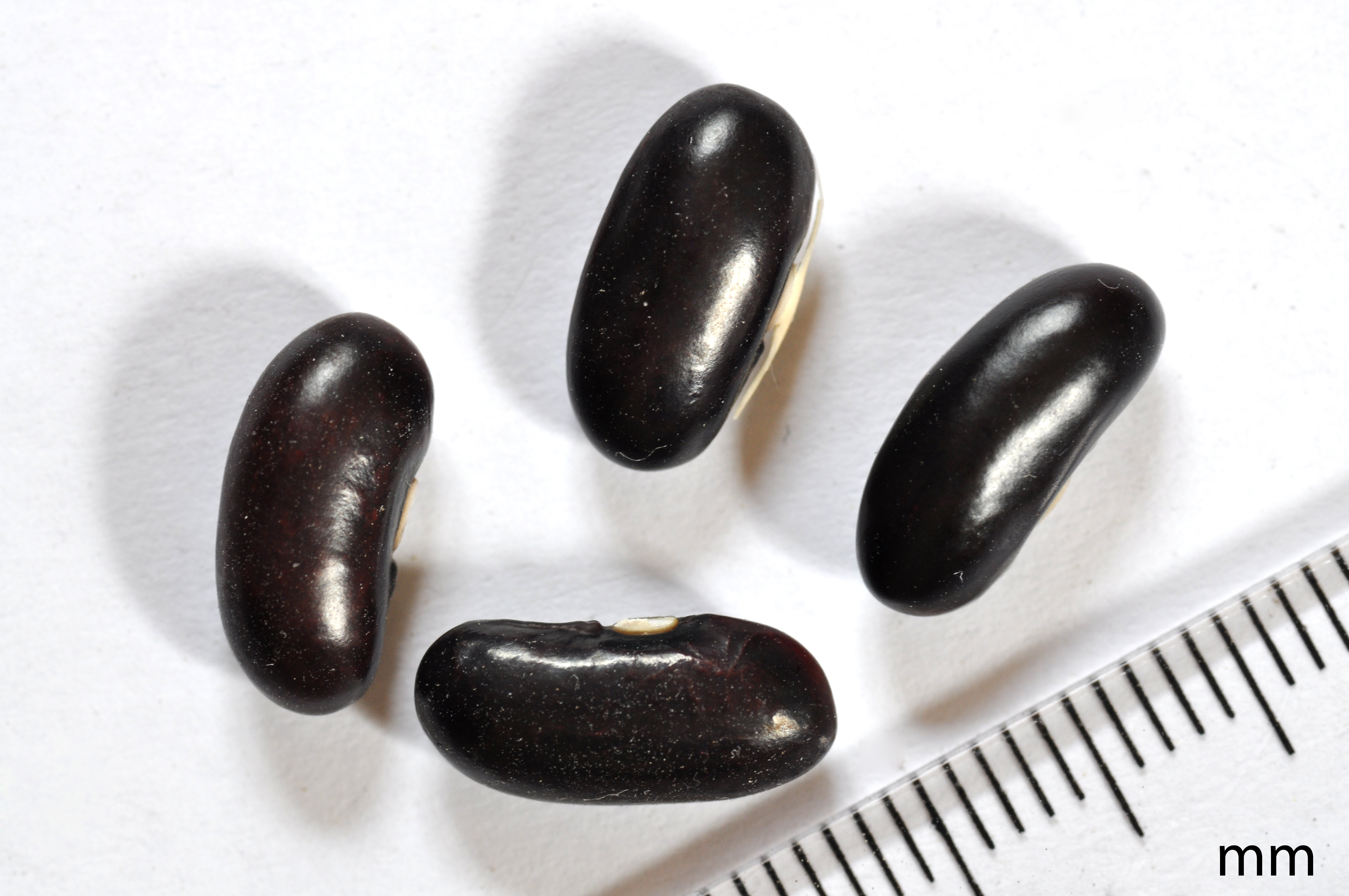 Beans 001