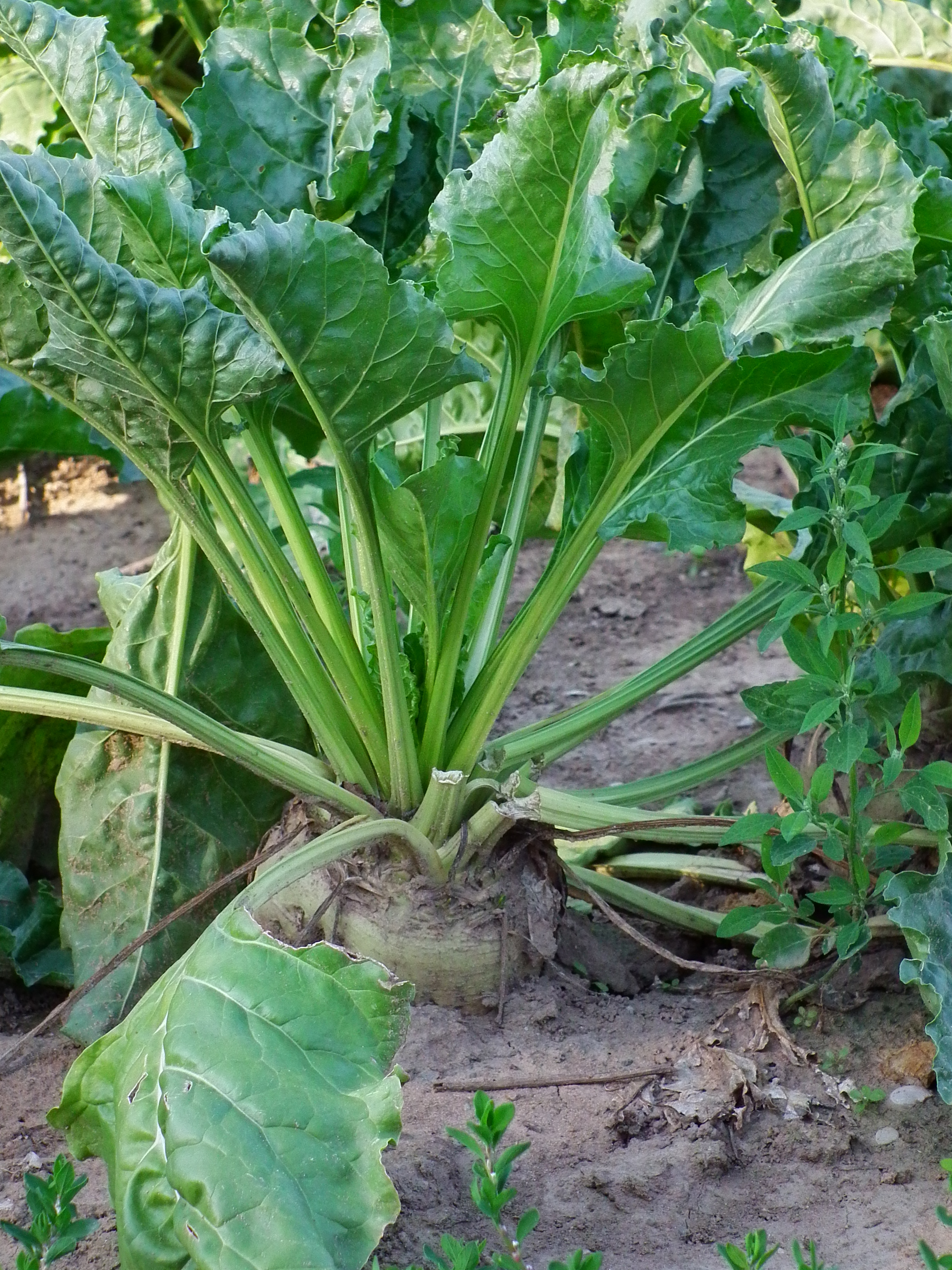 Beta vulgaris 2010