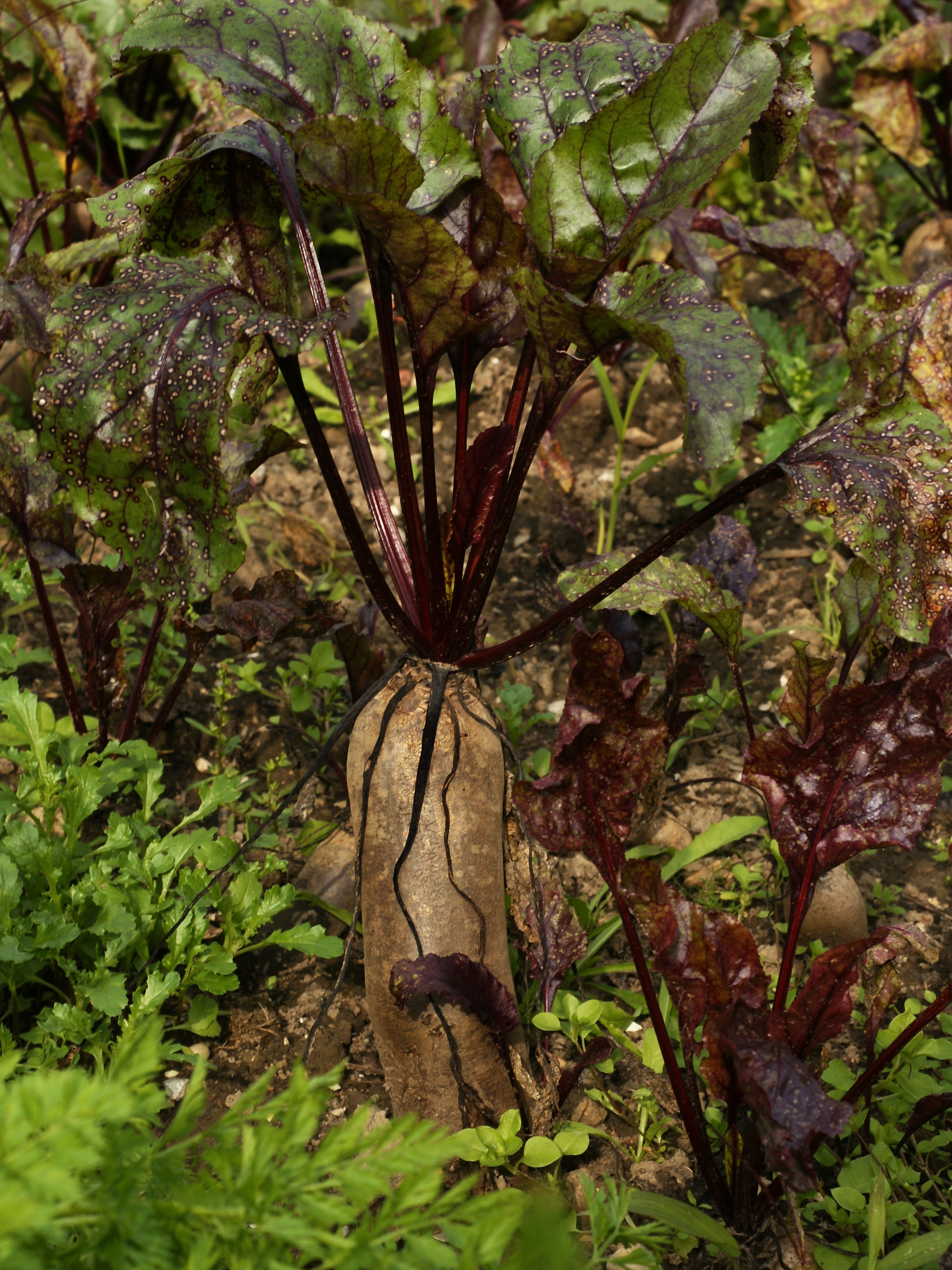 Beta vulgaris subsp. vulgaris var. conditiva, Rote Rübe
