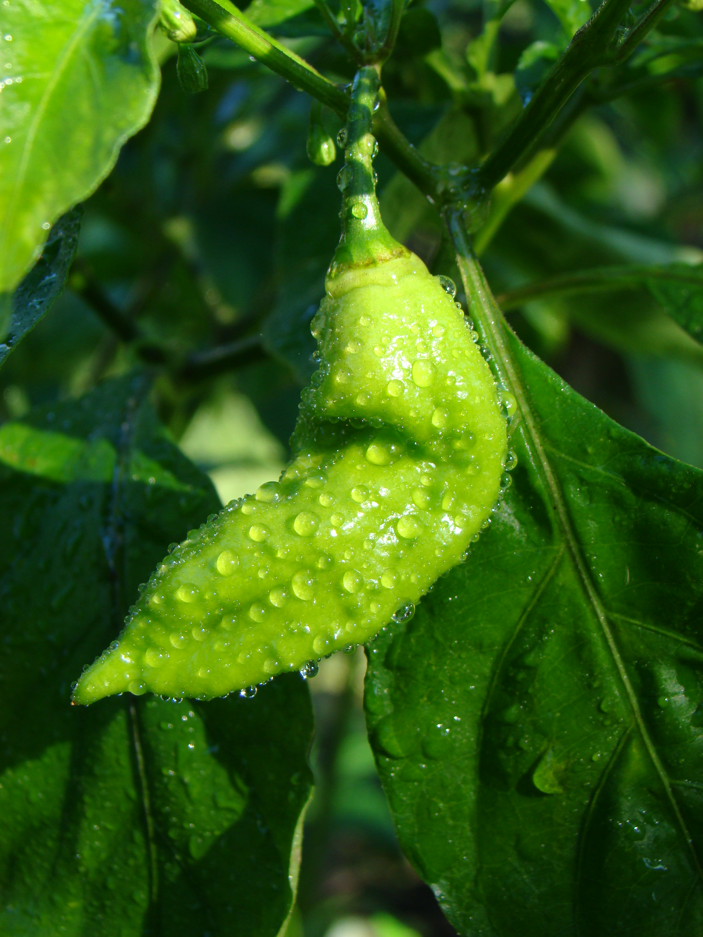 BhutJolokia01 Asit