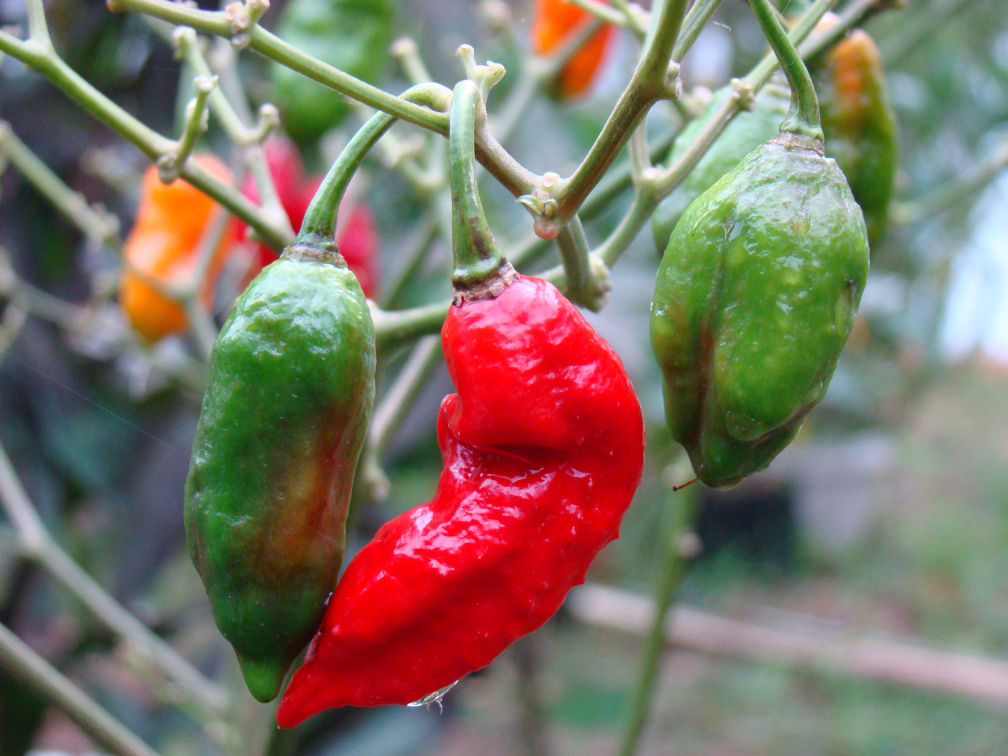 BhutJolokia06 Asit