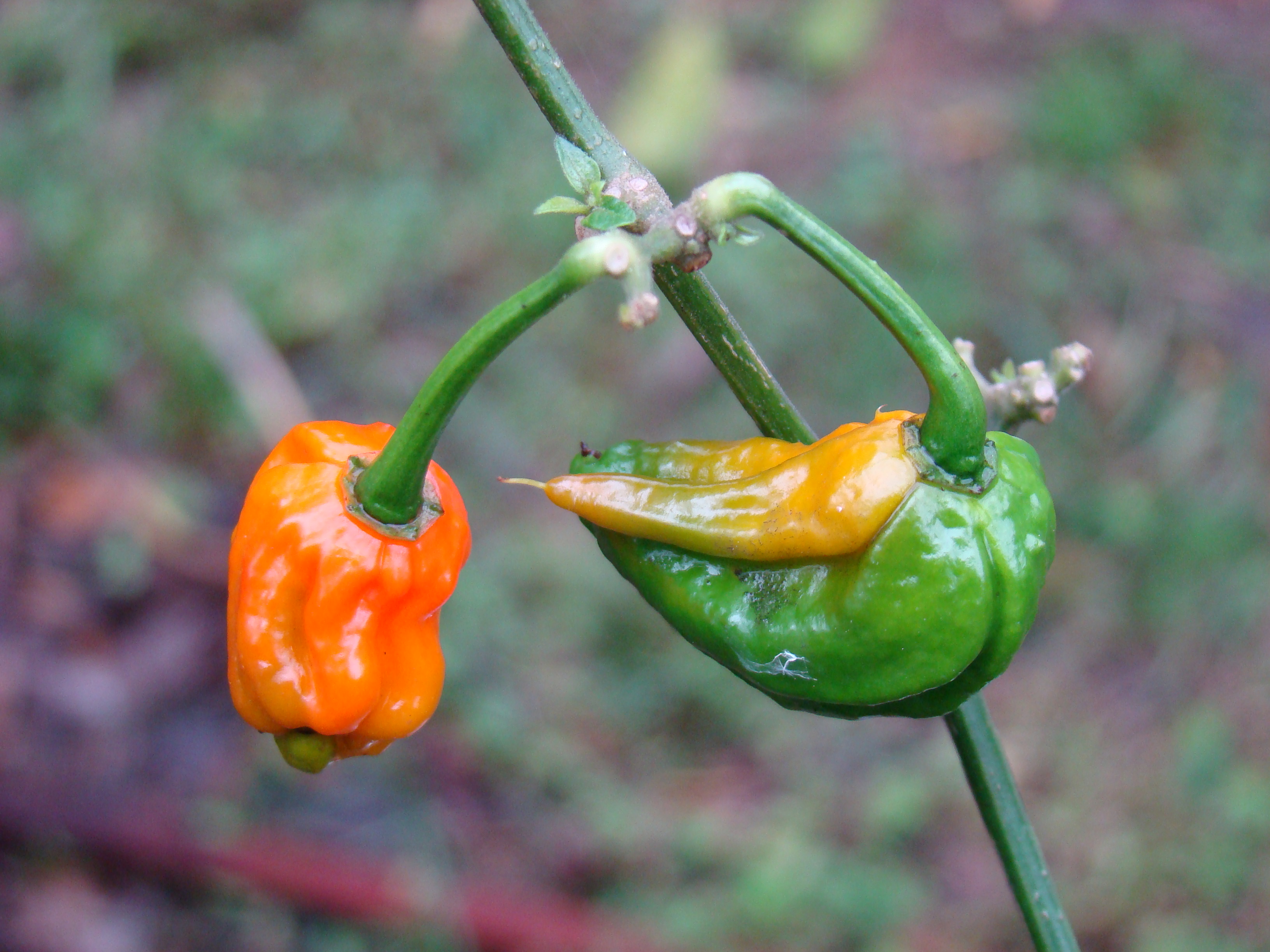 BhutJolokia07 Asit