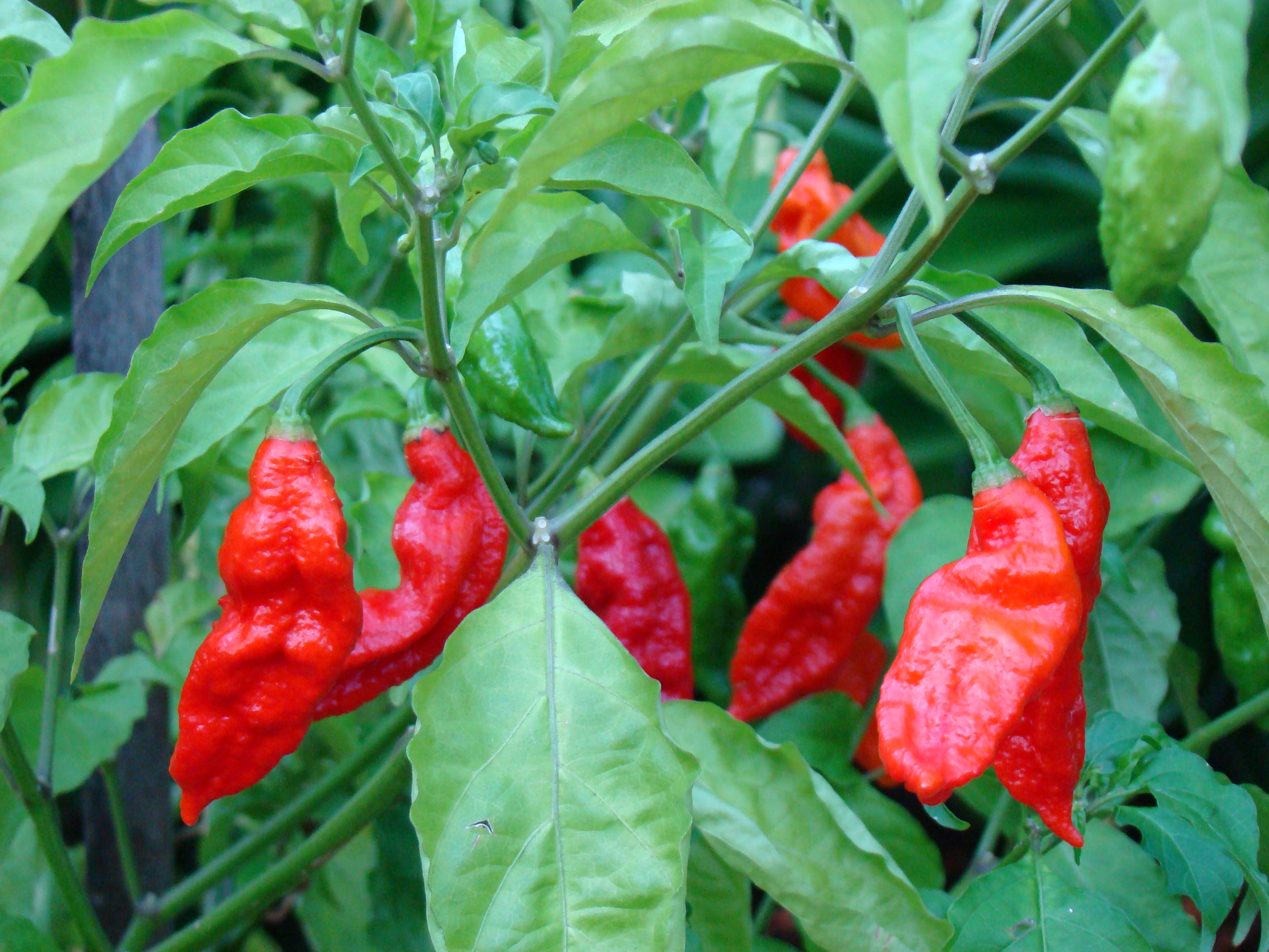 BhutJolokia10 Asit