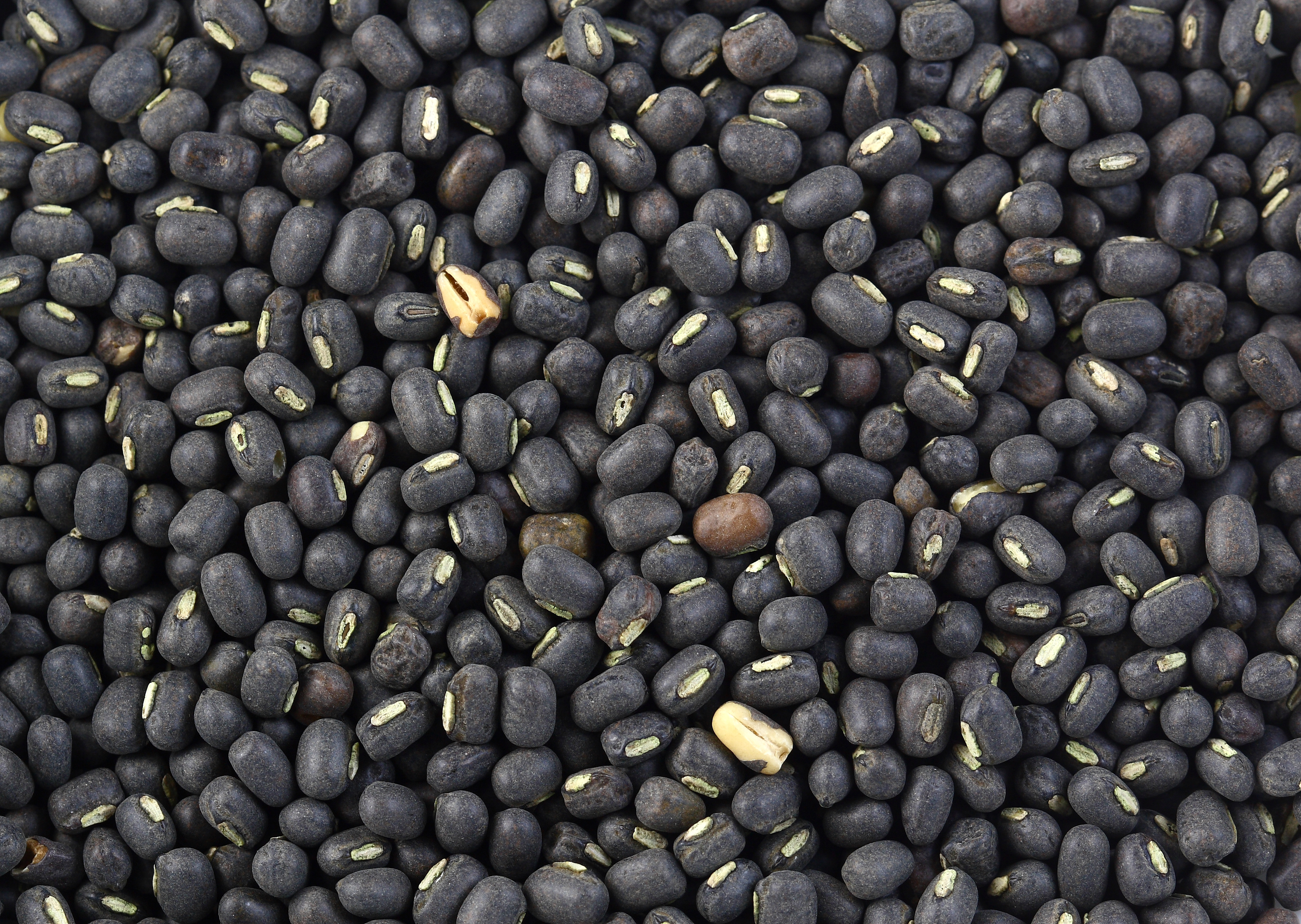 Black gram