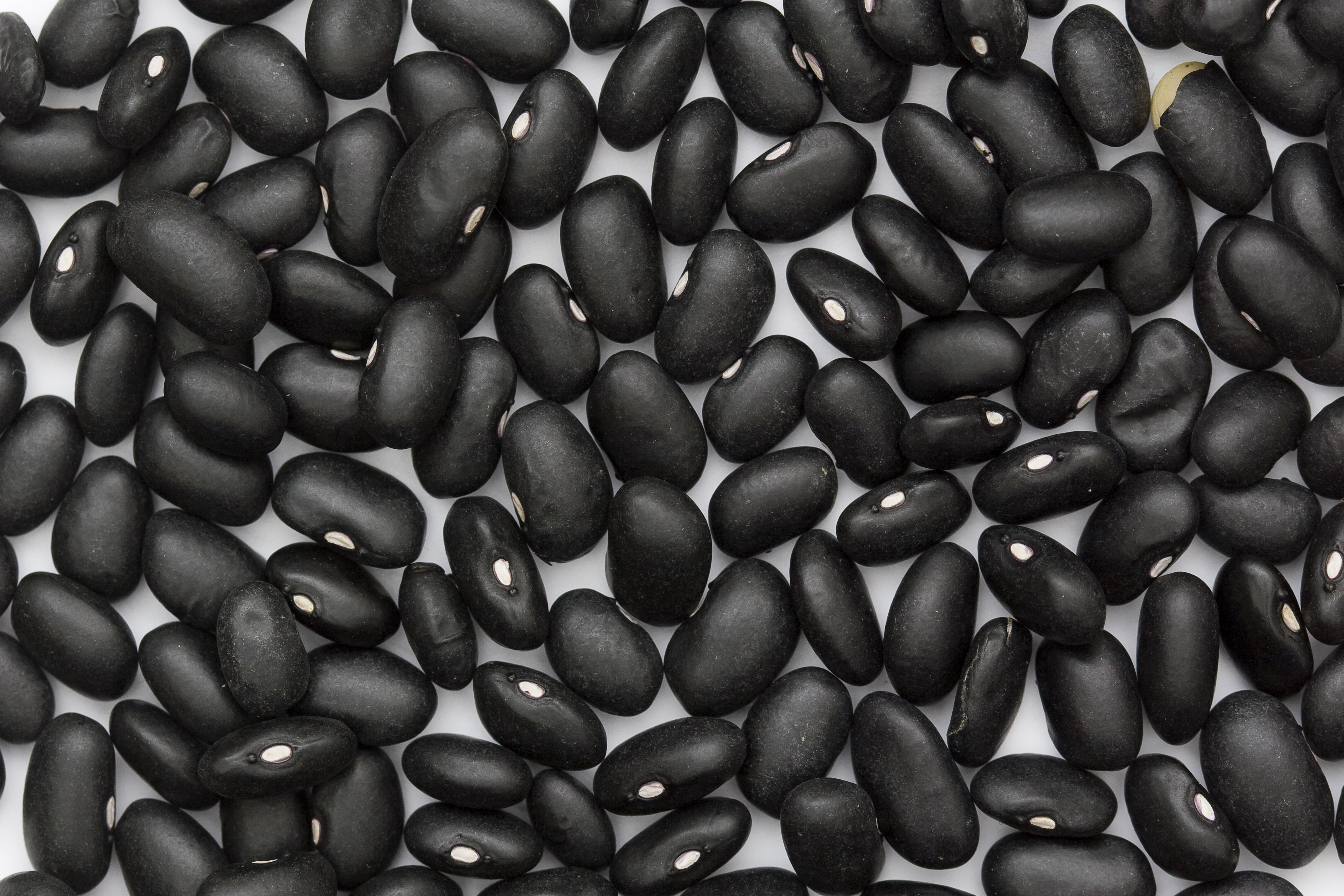 Black Turtle Bean